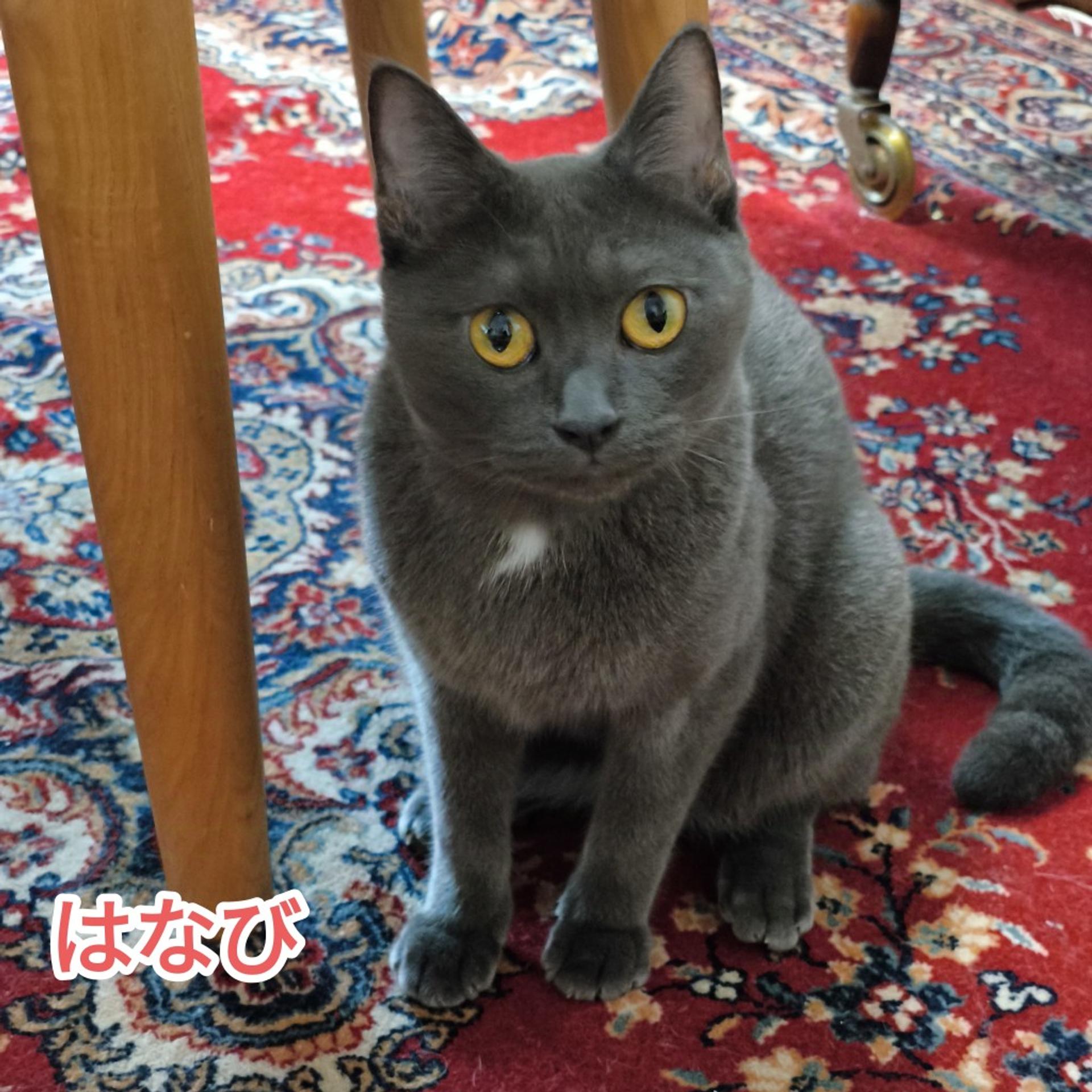 pet-image-5