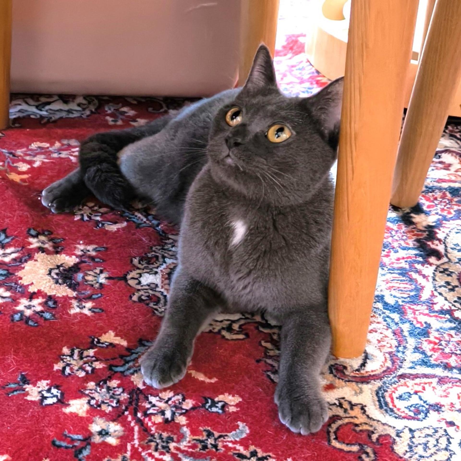 pet-image-6