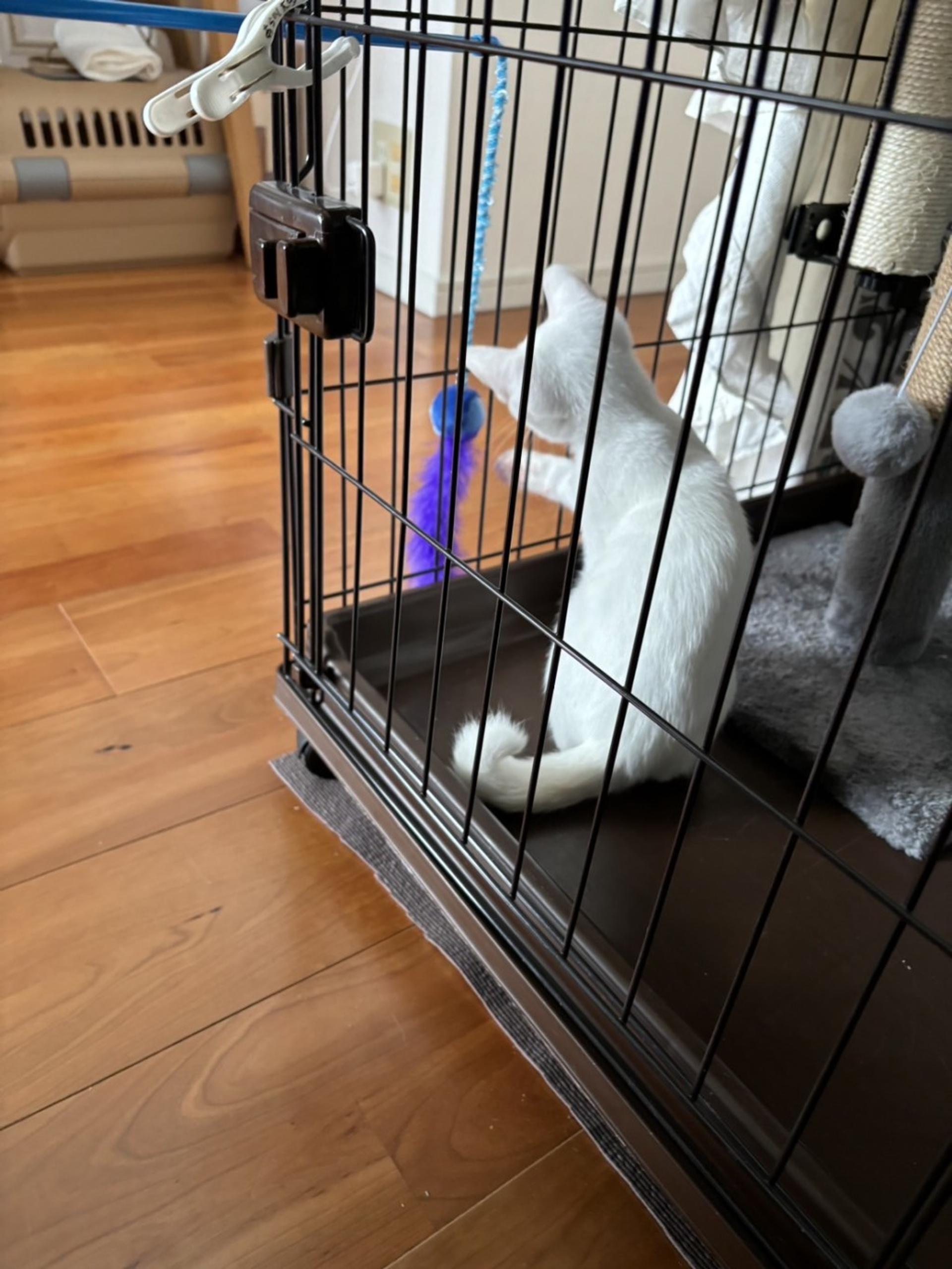 pet-image-8