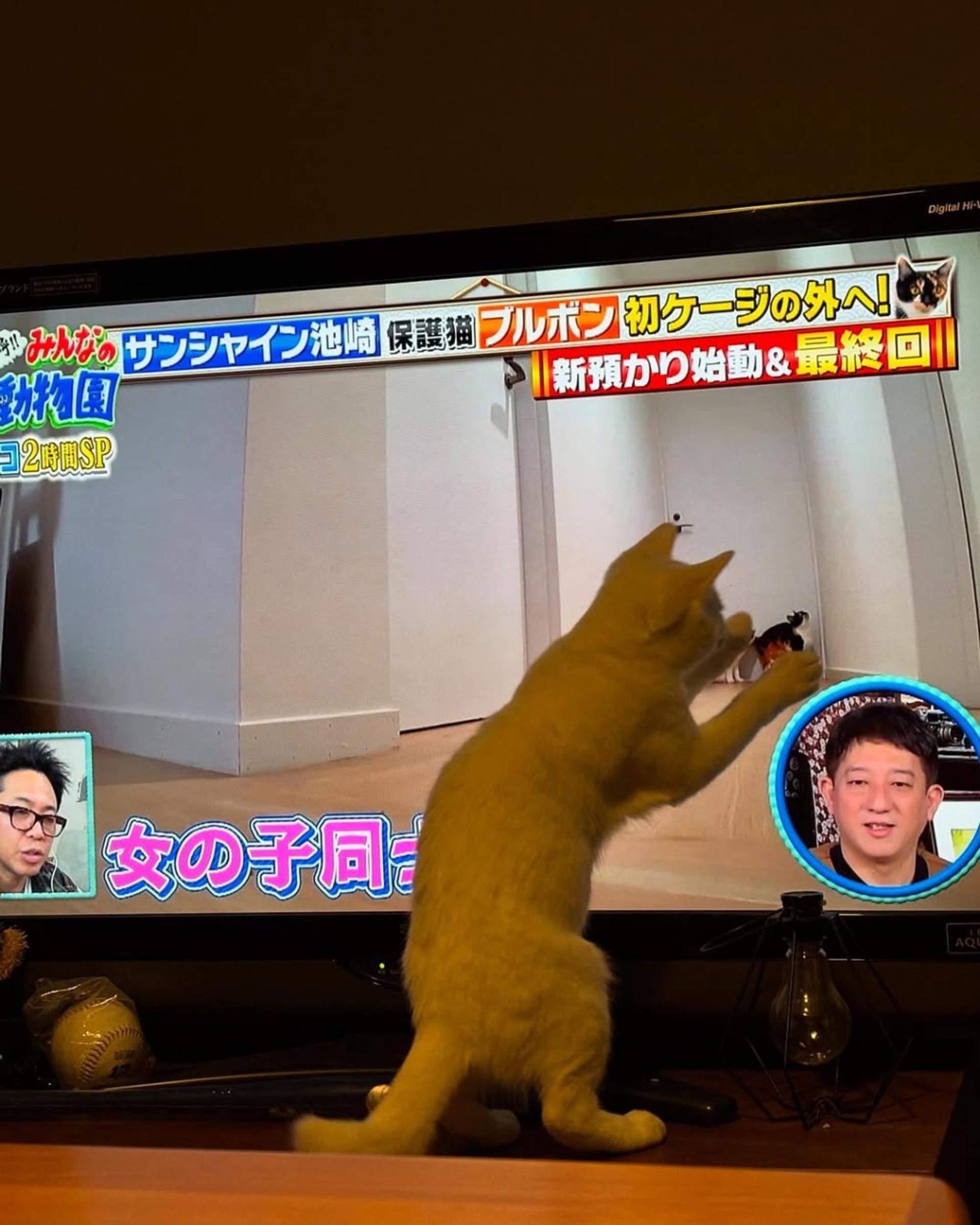 pet-image-9