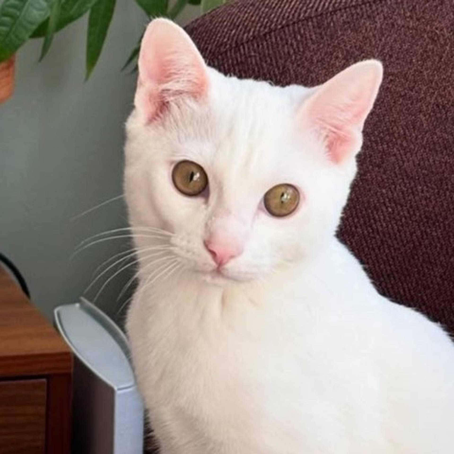 雑種（ミックス猫）・オスの里親募集の写真