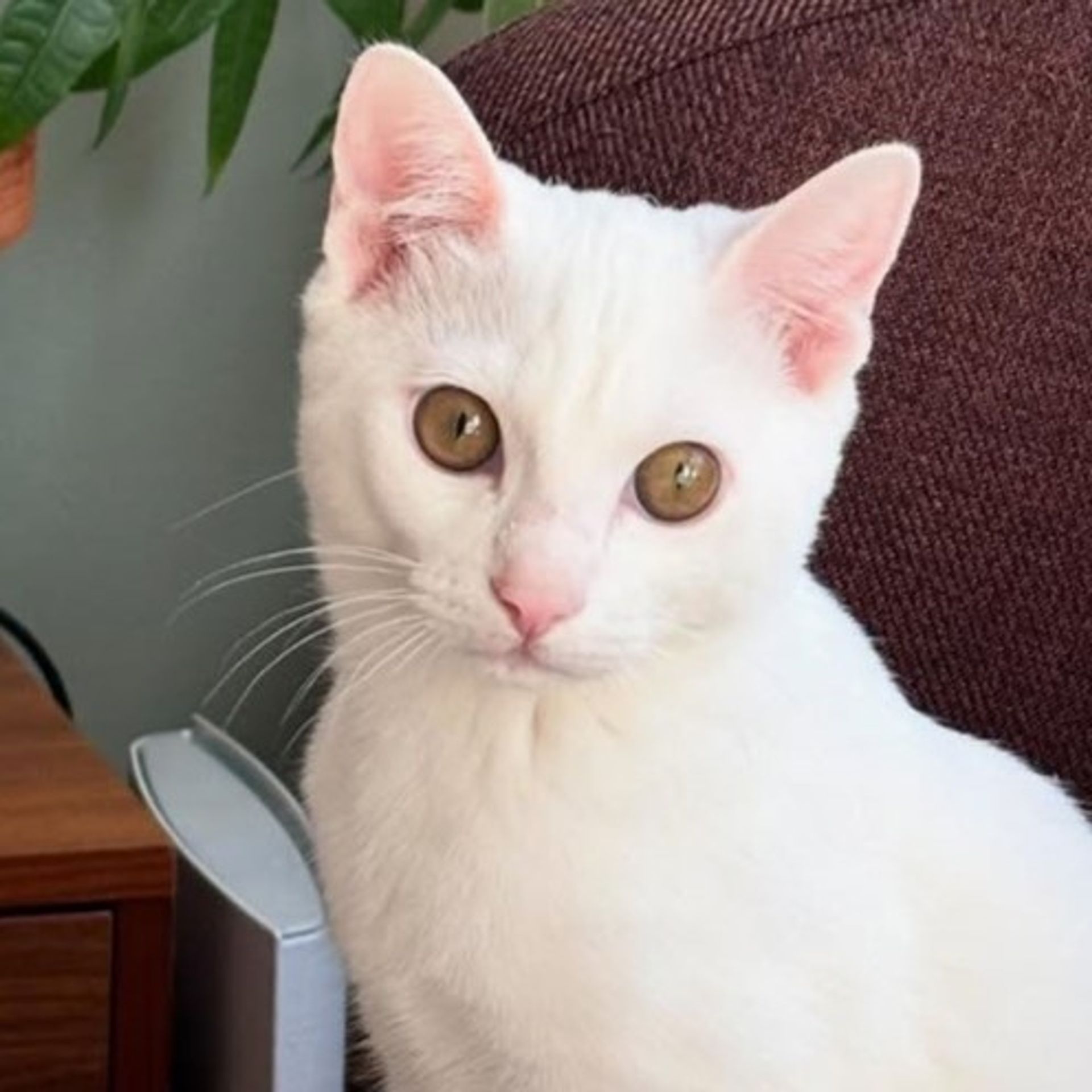 雑種（ミックス猫）・オスの里親募集の写真