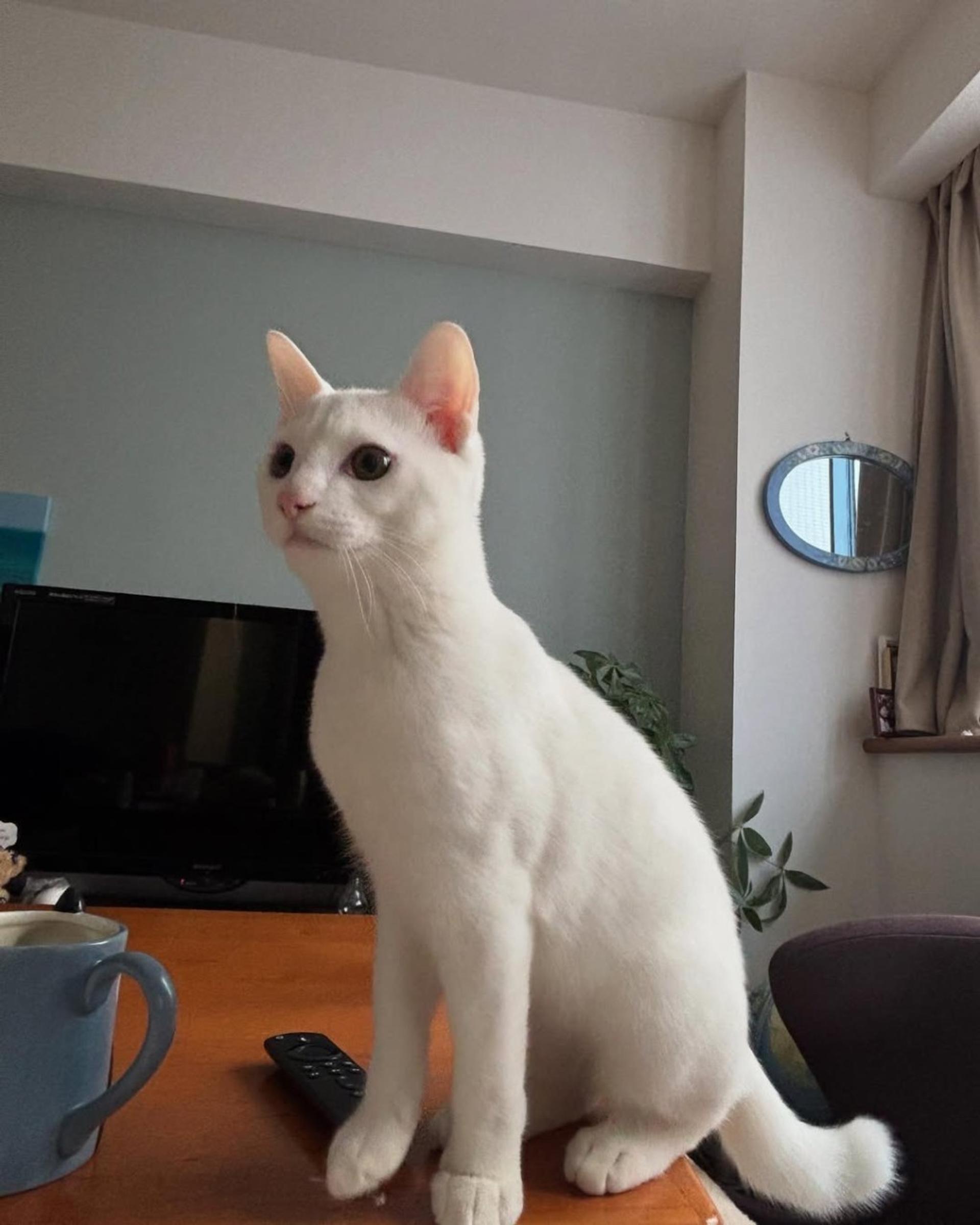 pet-image-5