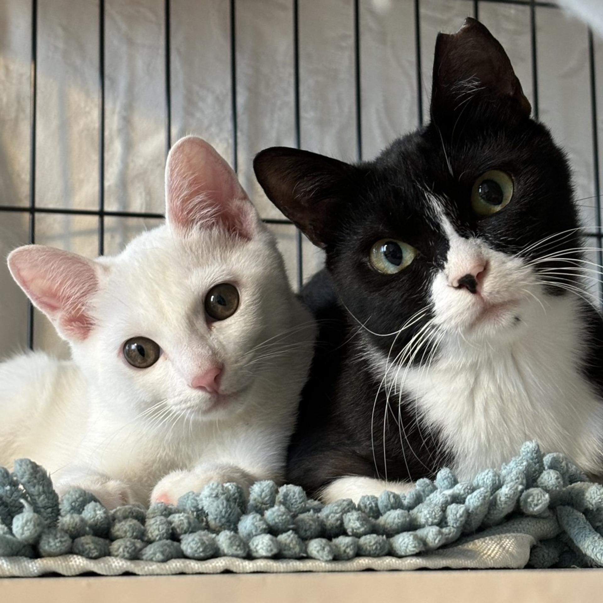pet-image-7
