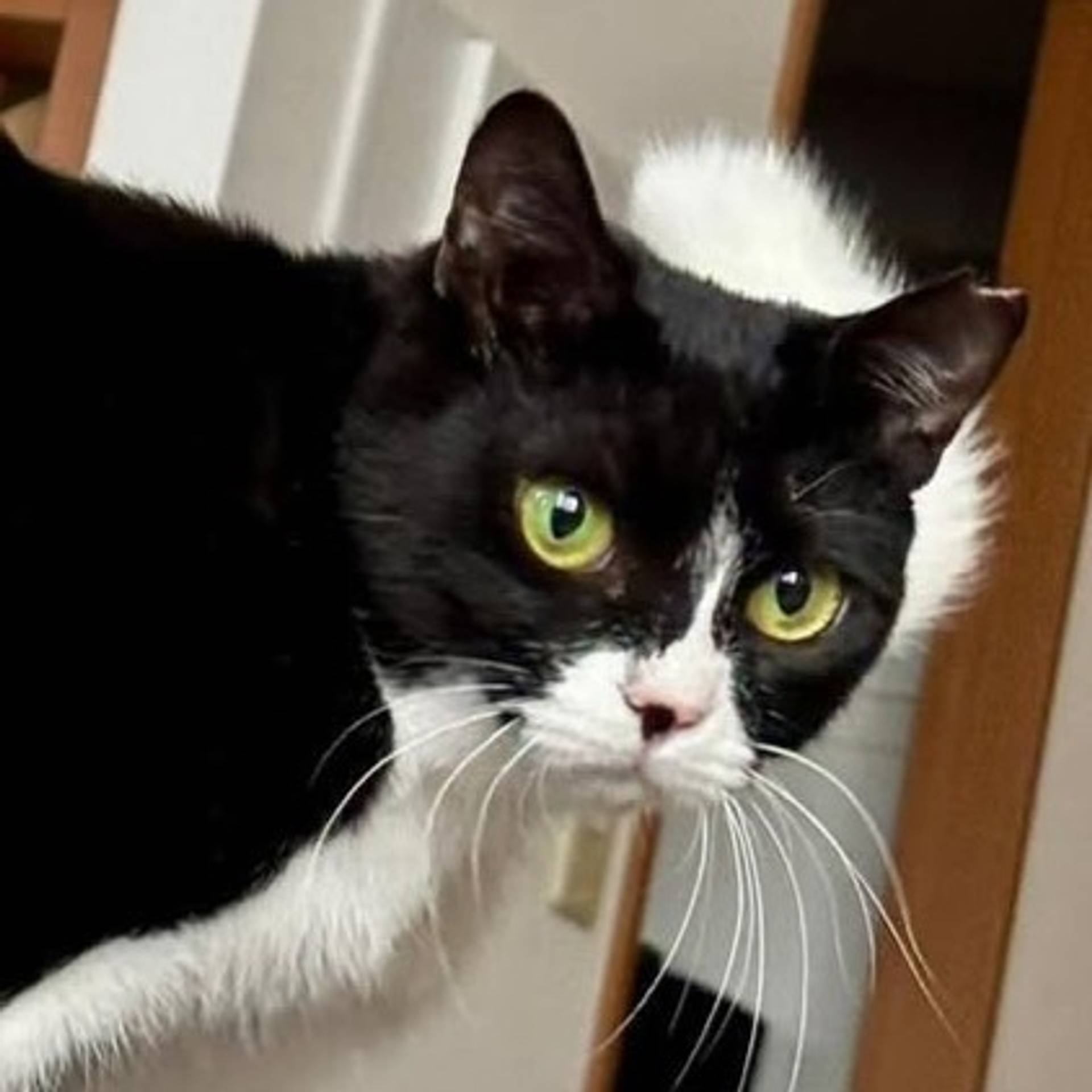 雑種（ミックス猫）・メスの里親募集の写真