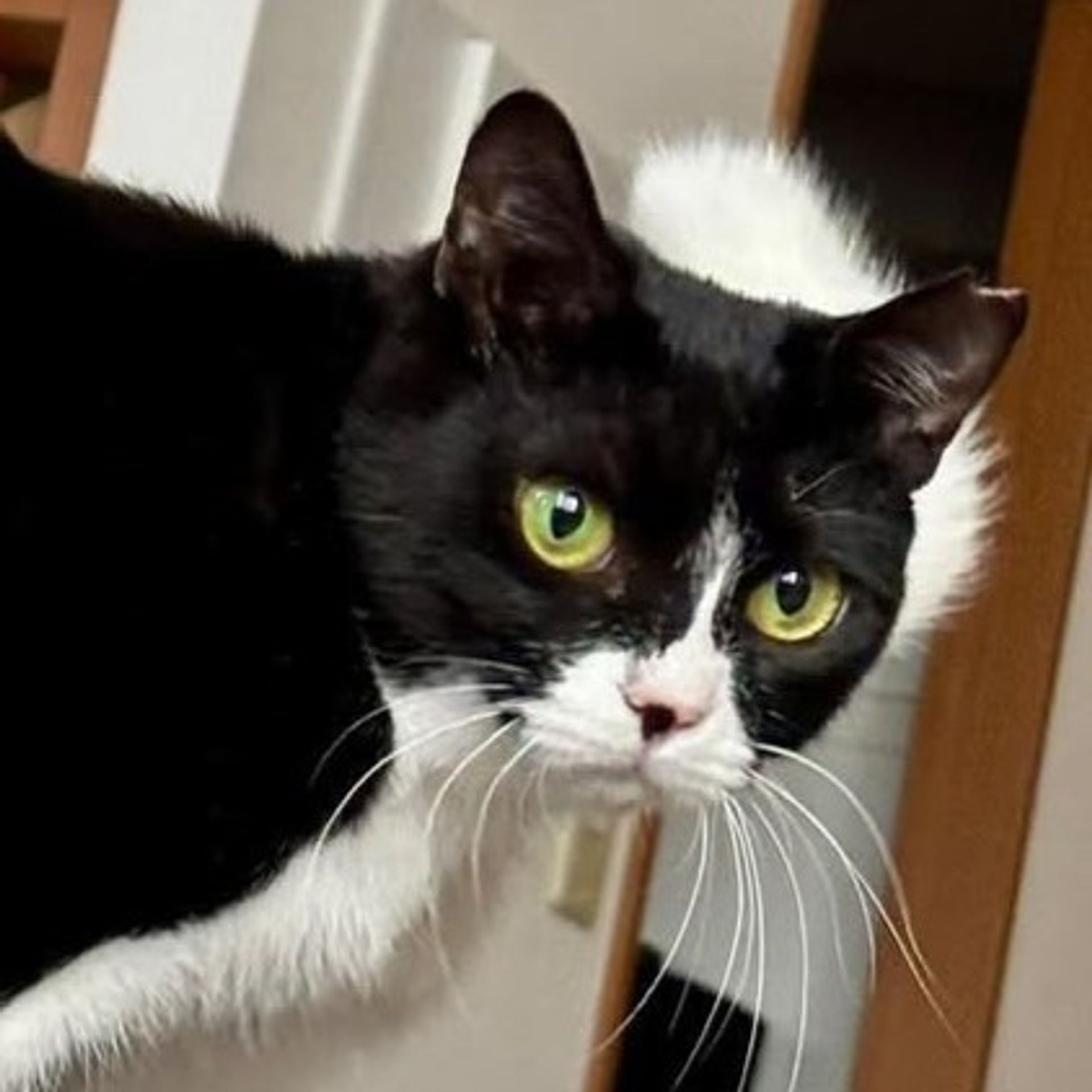 雑種（ミックス猫）・メスの里親募集の写真