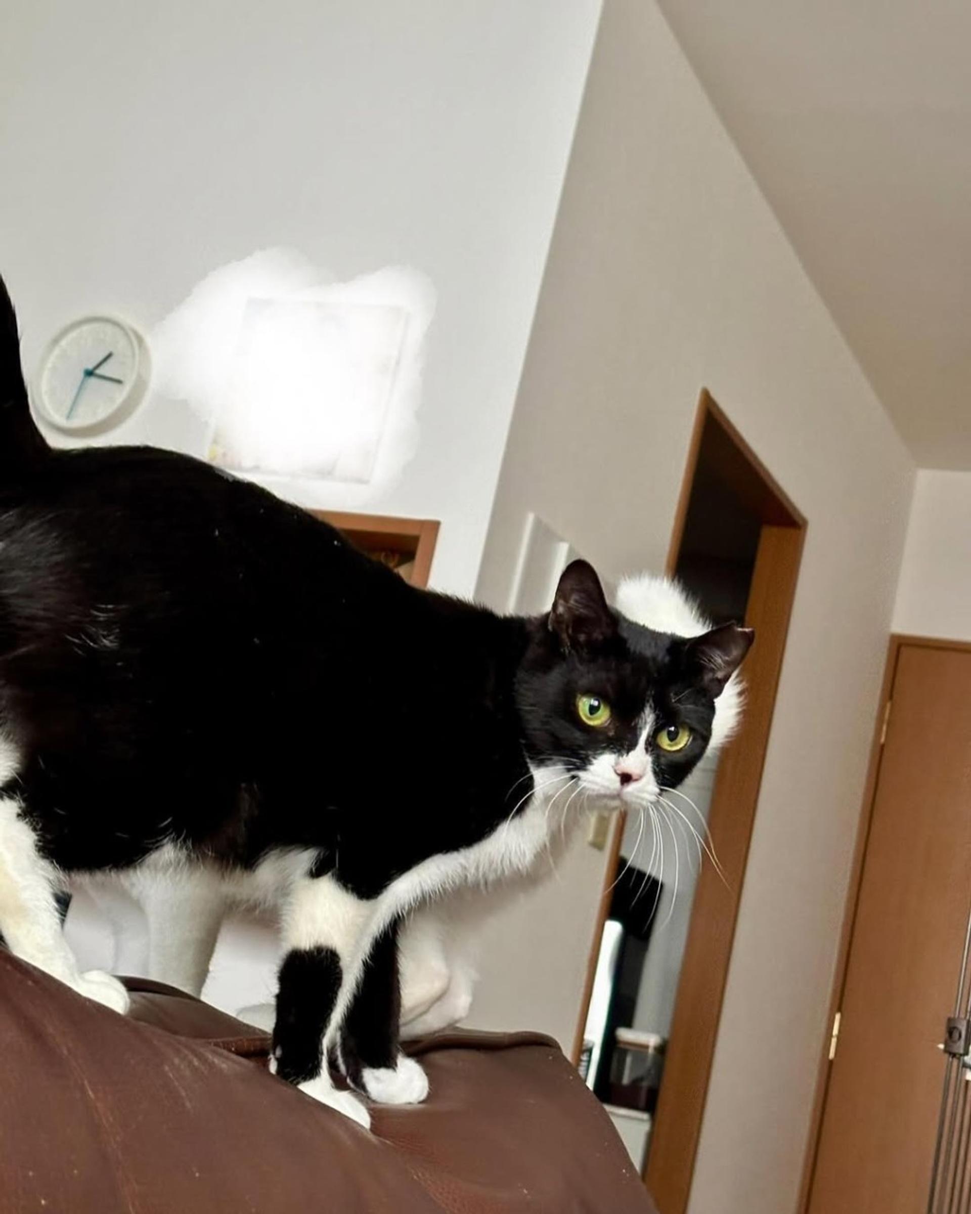 pet-image-6