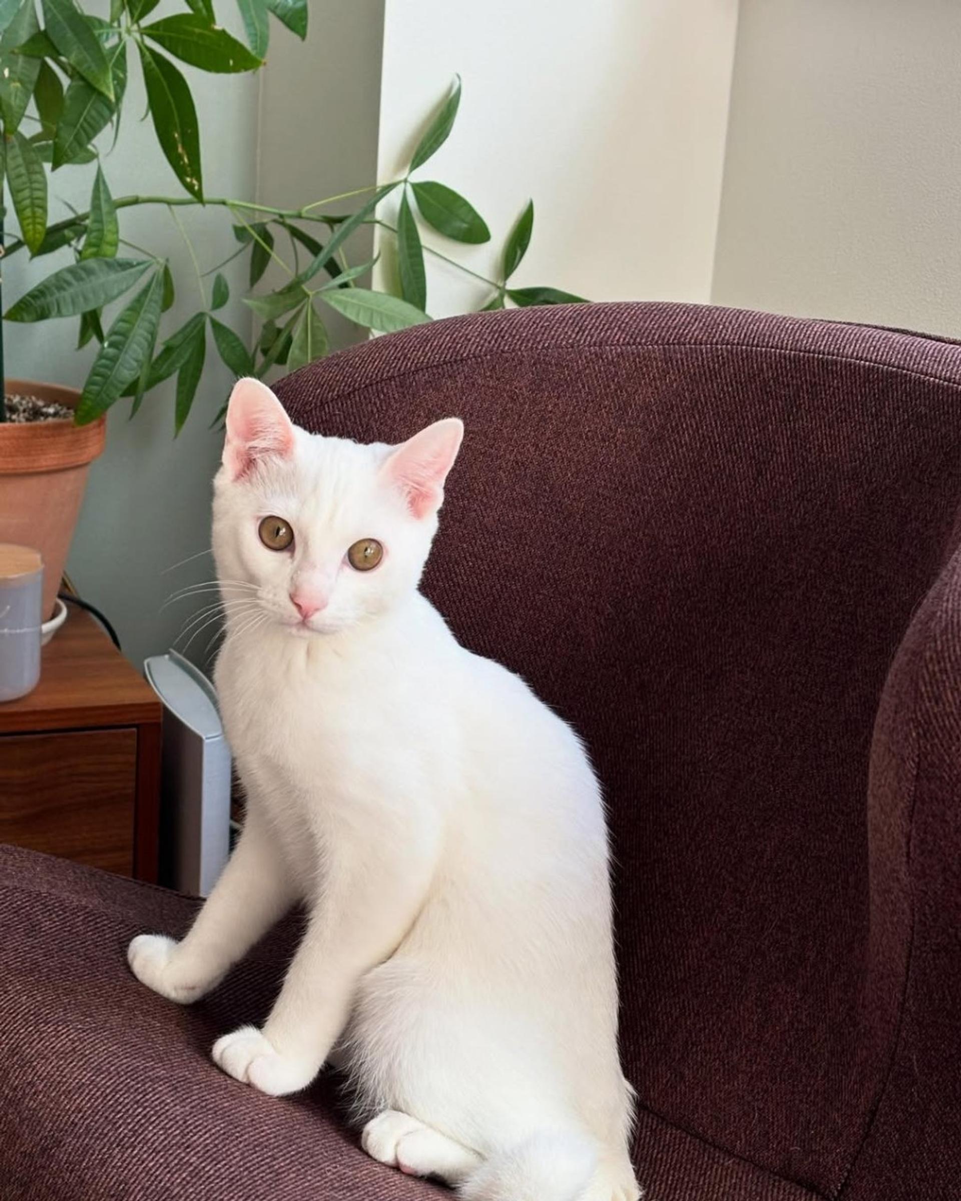 pet-image-9