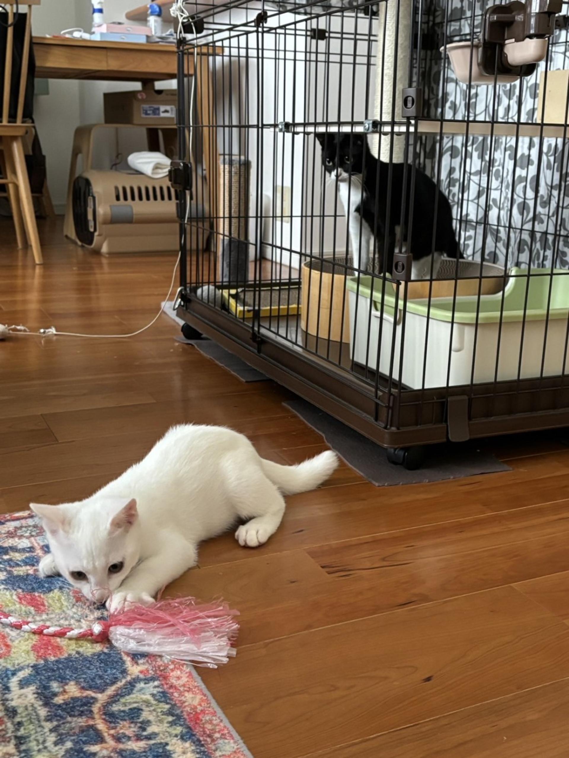 pet-image-10