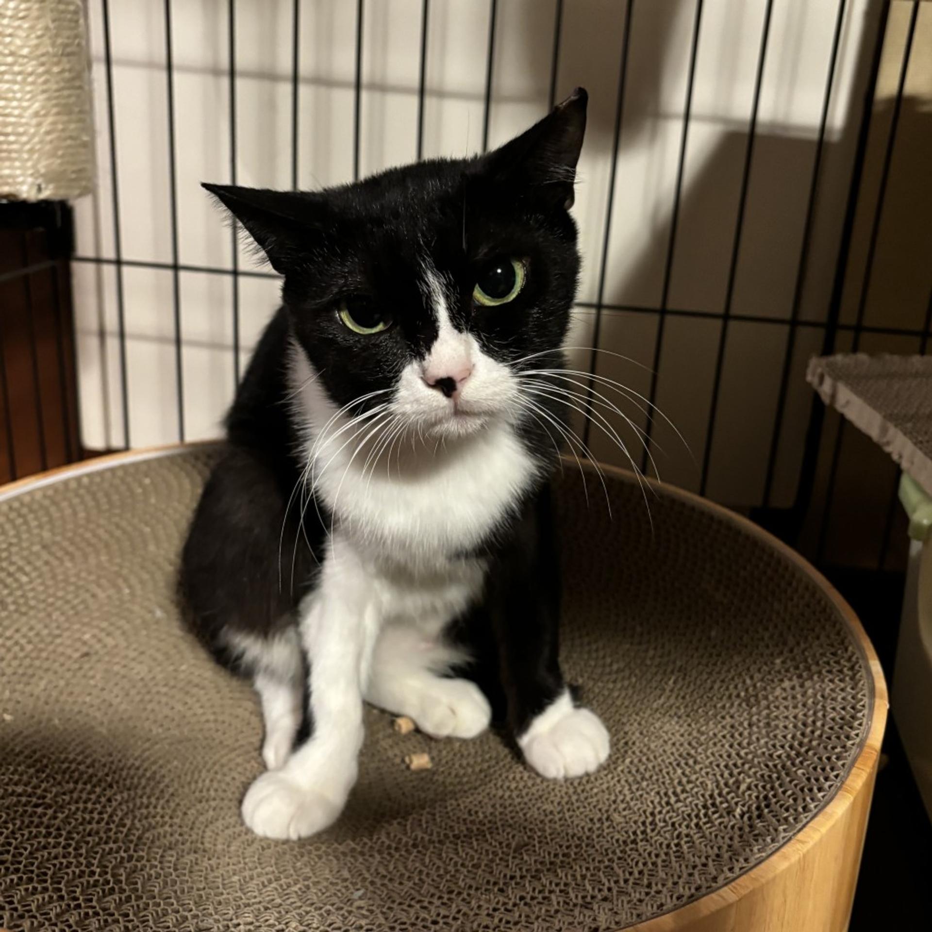 pet-image-7
