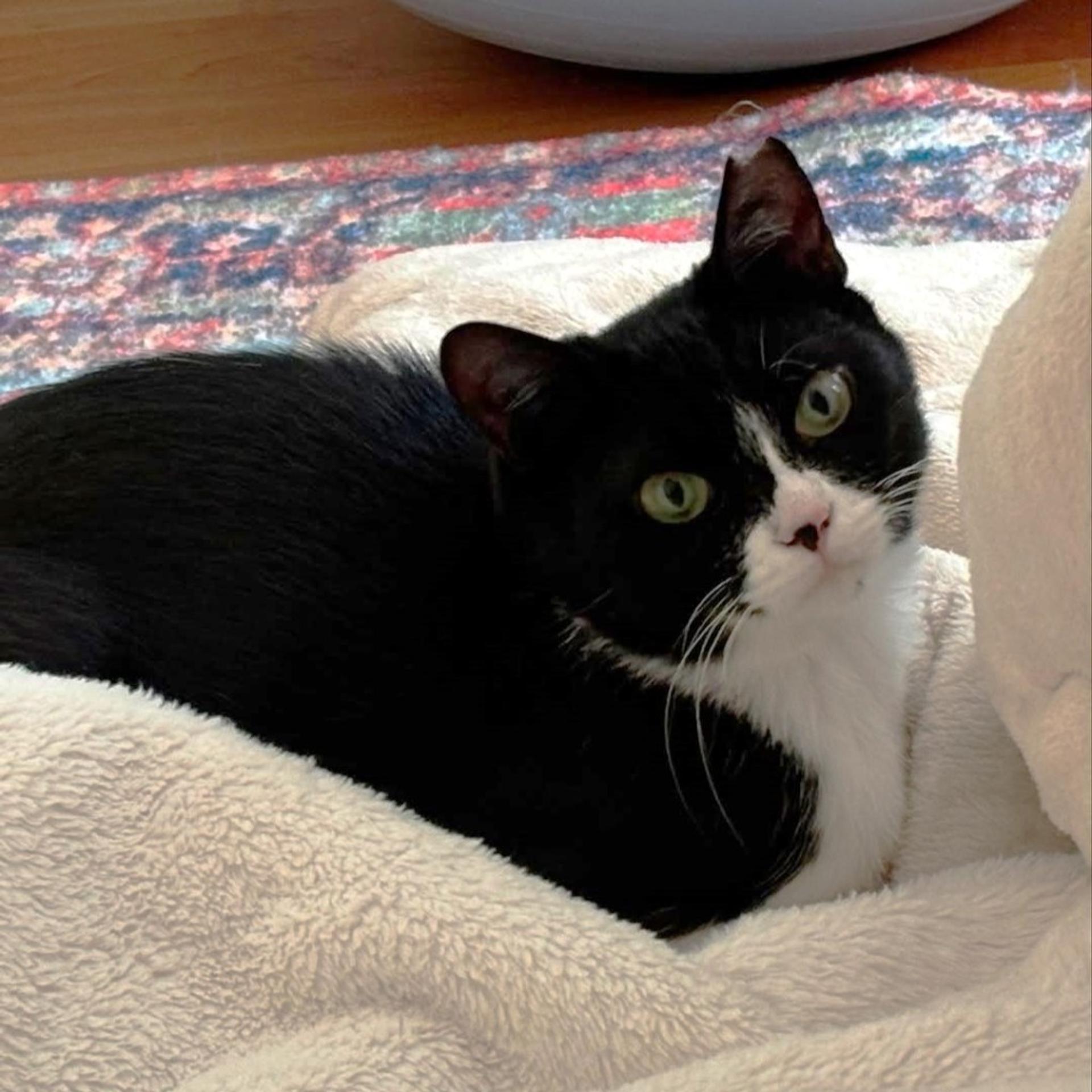 pet-image-2