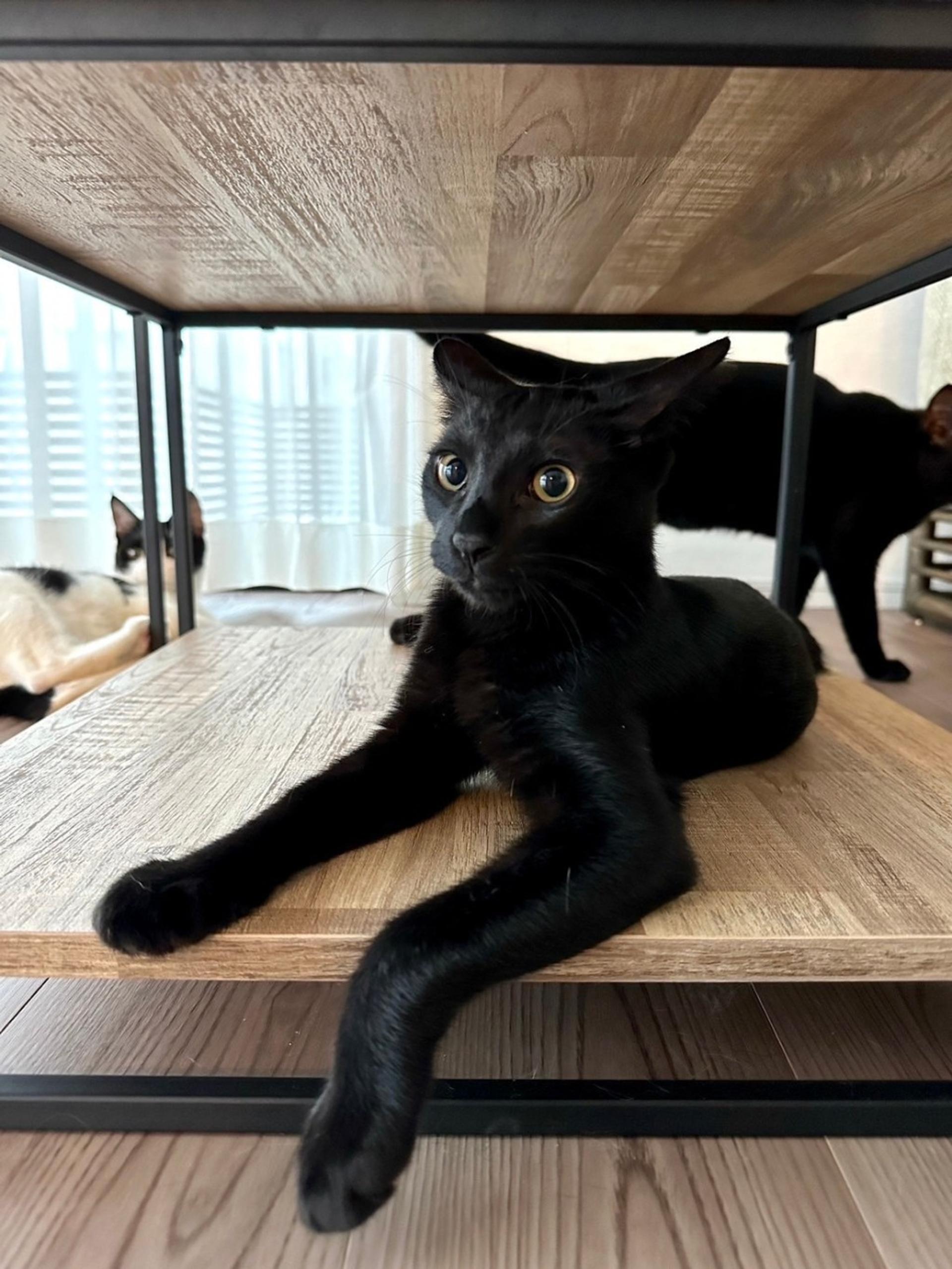 pet-image-2