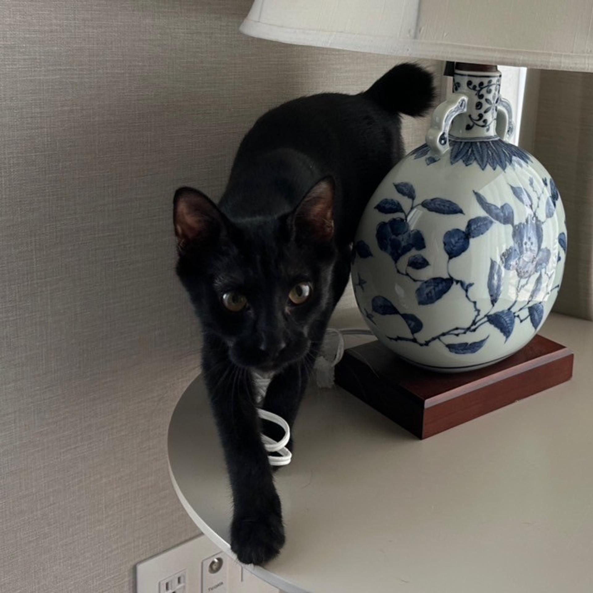 pet-image-4