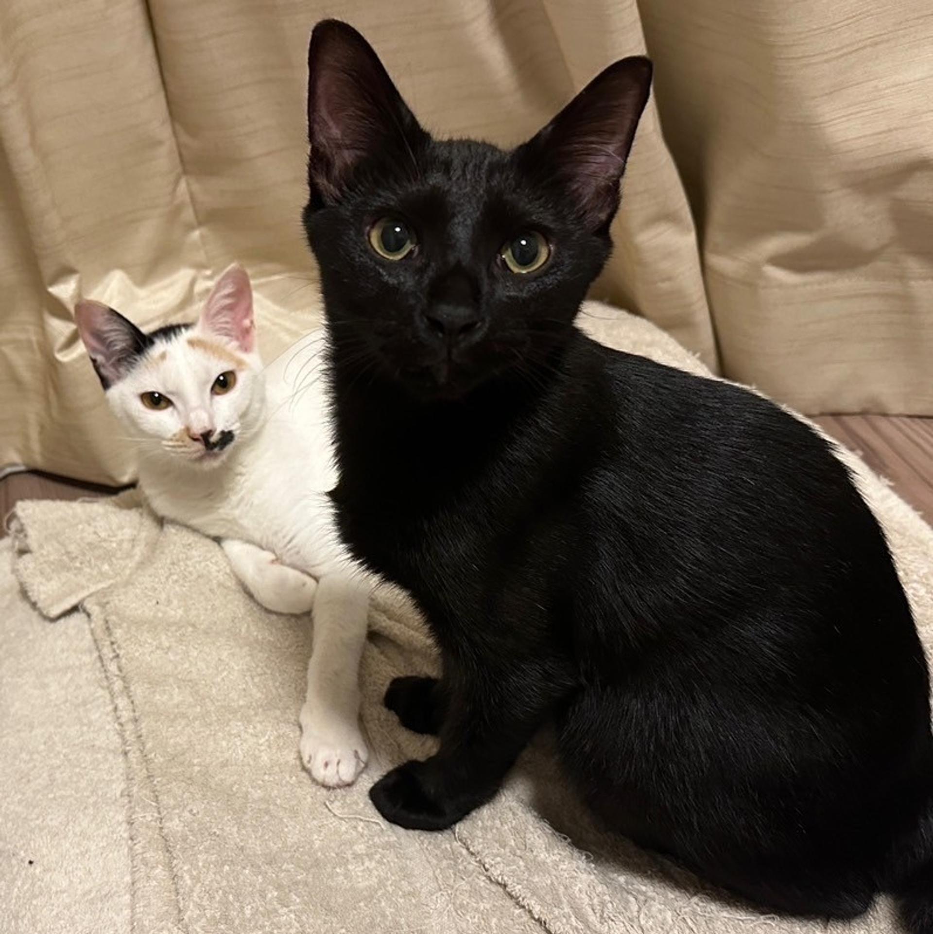 pet-image-8