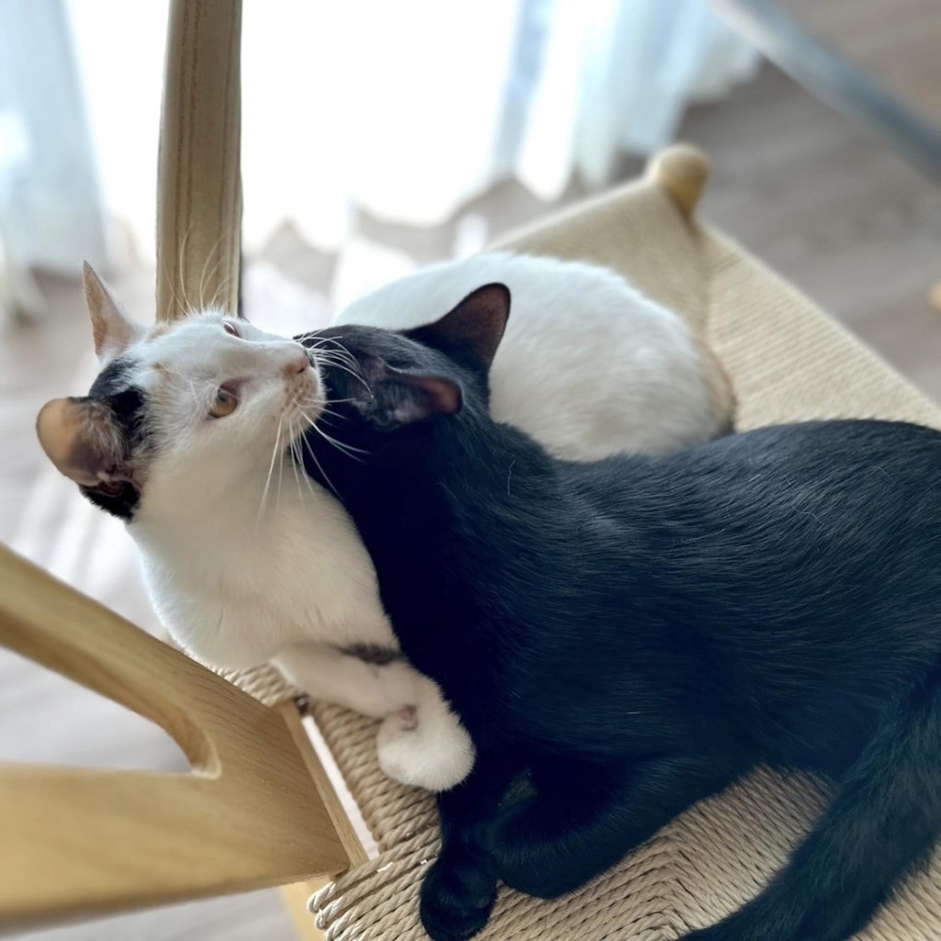 pet-image-9