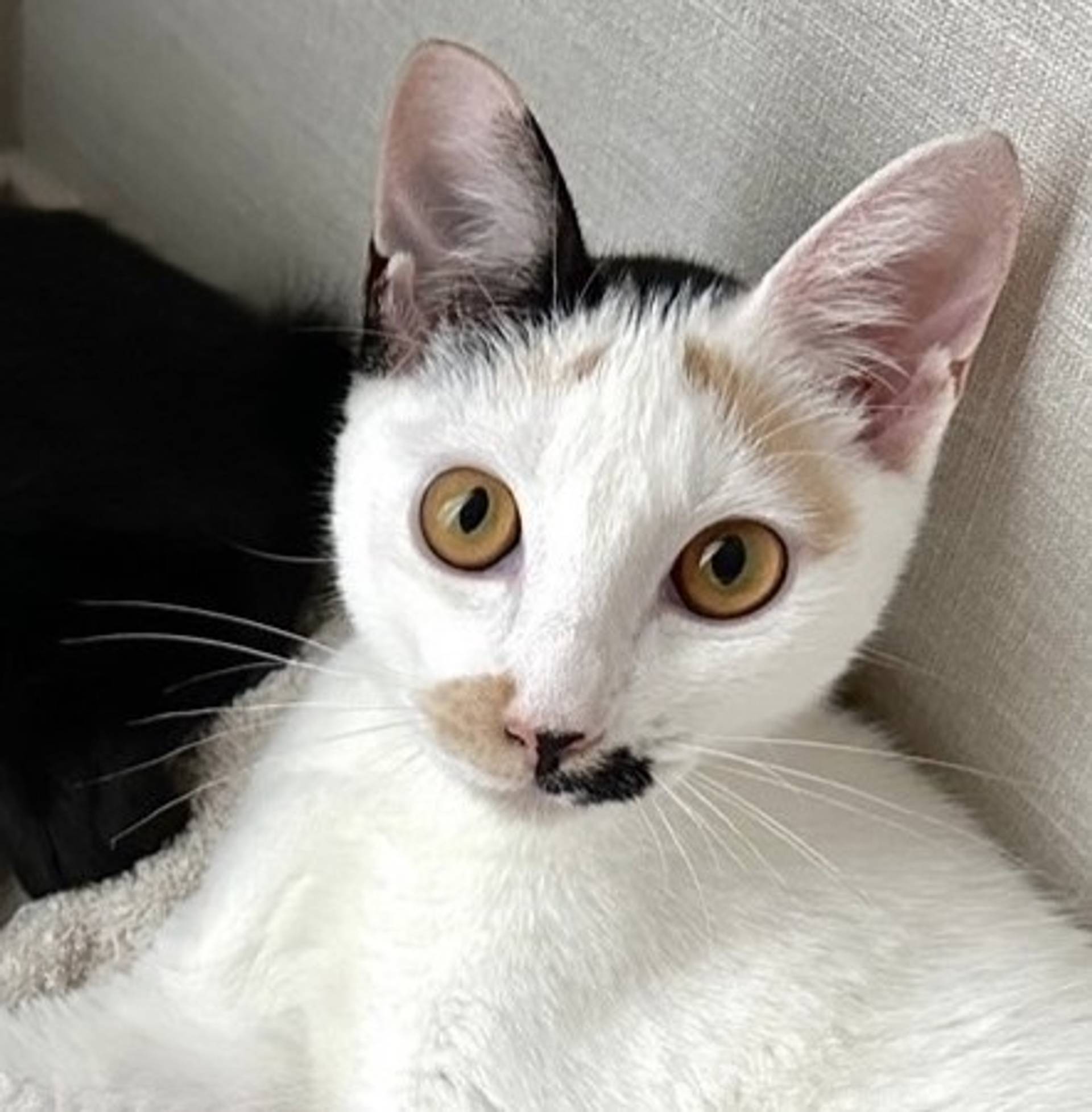 雑種（ミックス猫）・メスの里親募集の写真