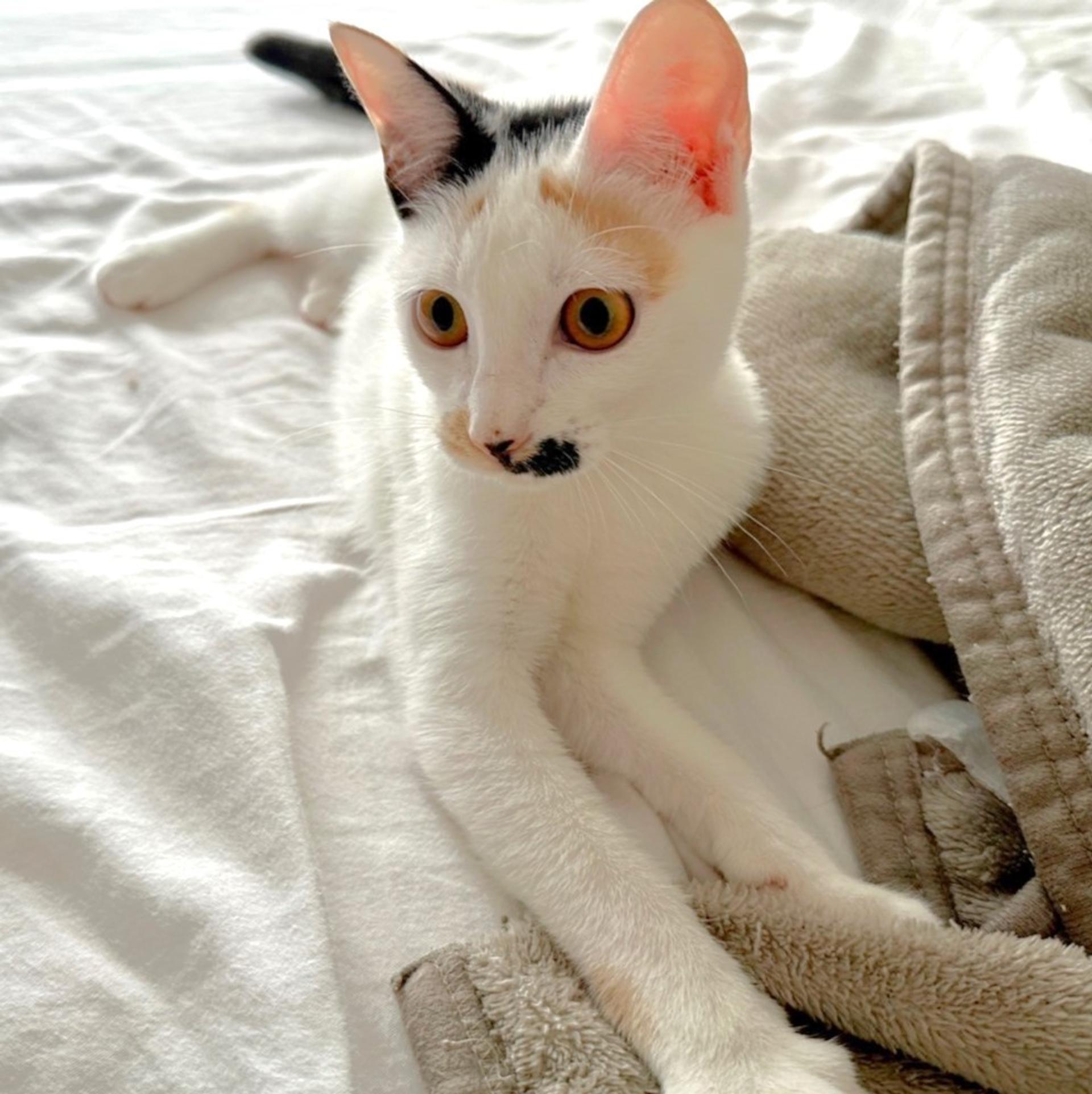 pet-image-2