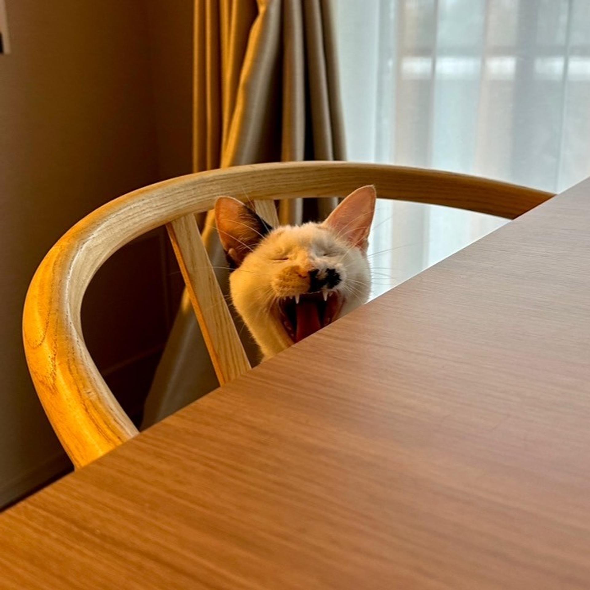 pet-image-4