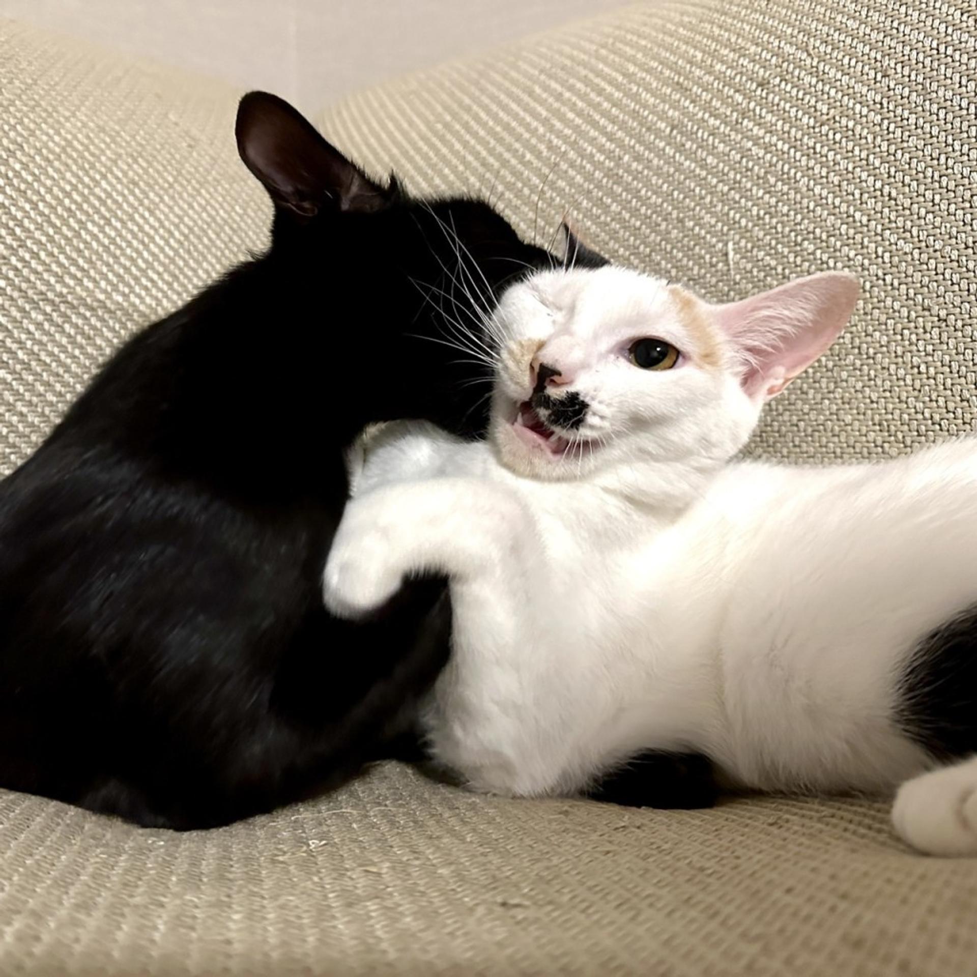 pet-image-5
