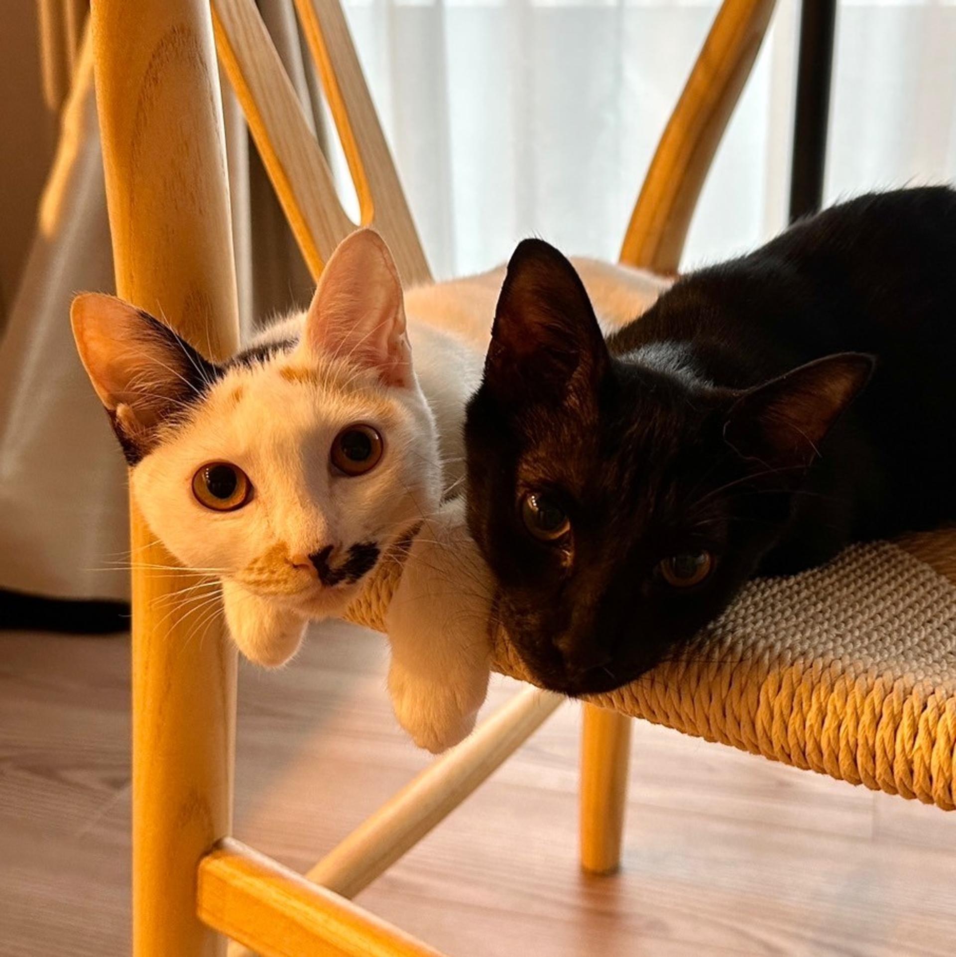 pet-image-7
