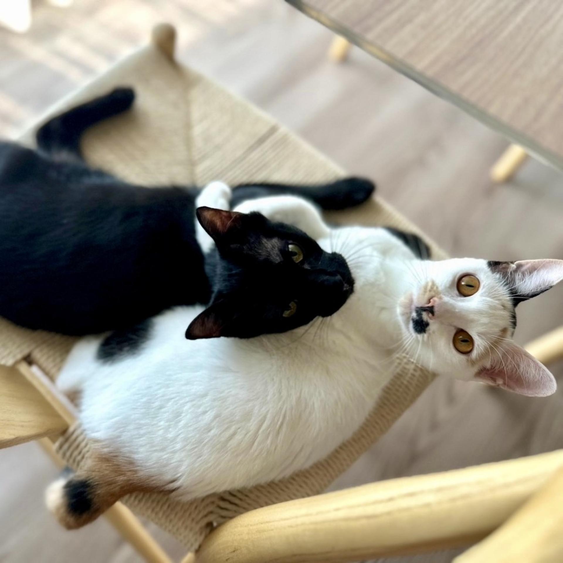 pet-image-8