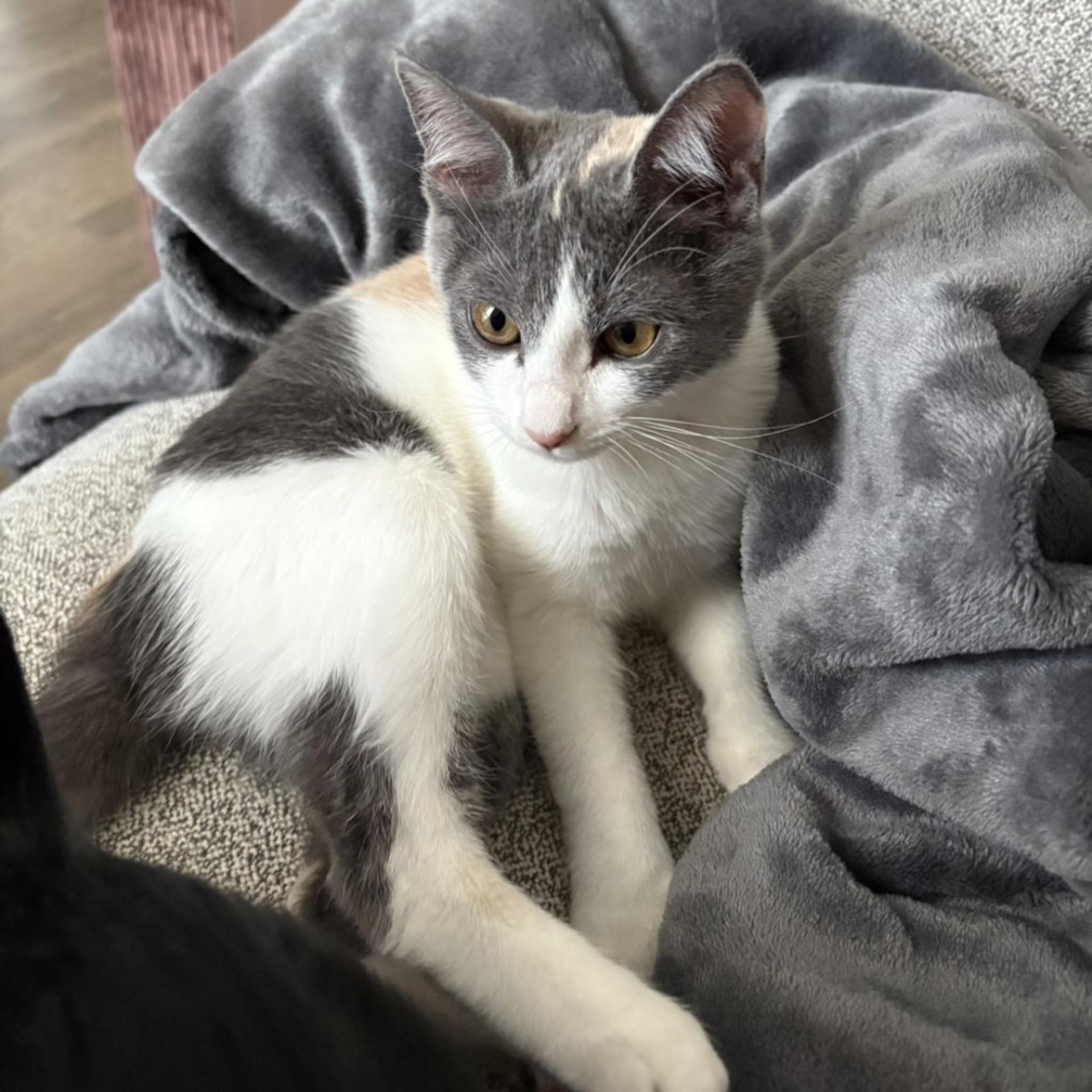pet-image-2