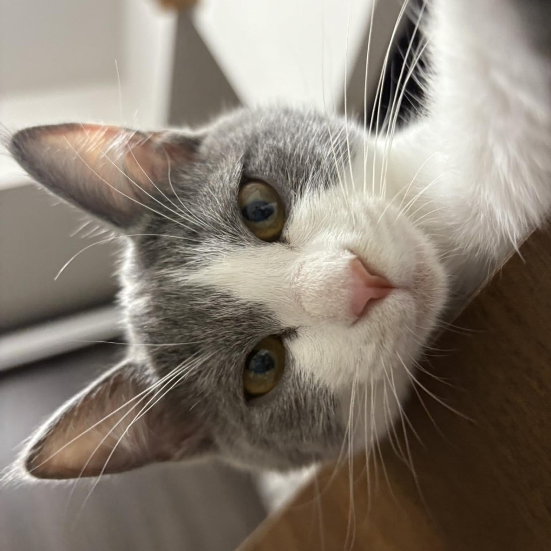 pet-image-3