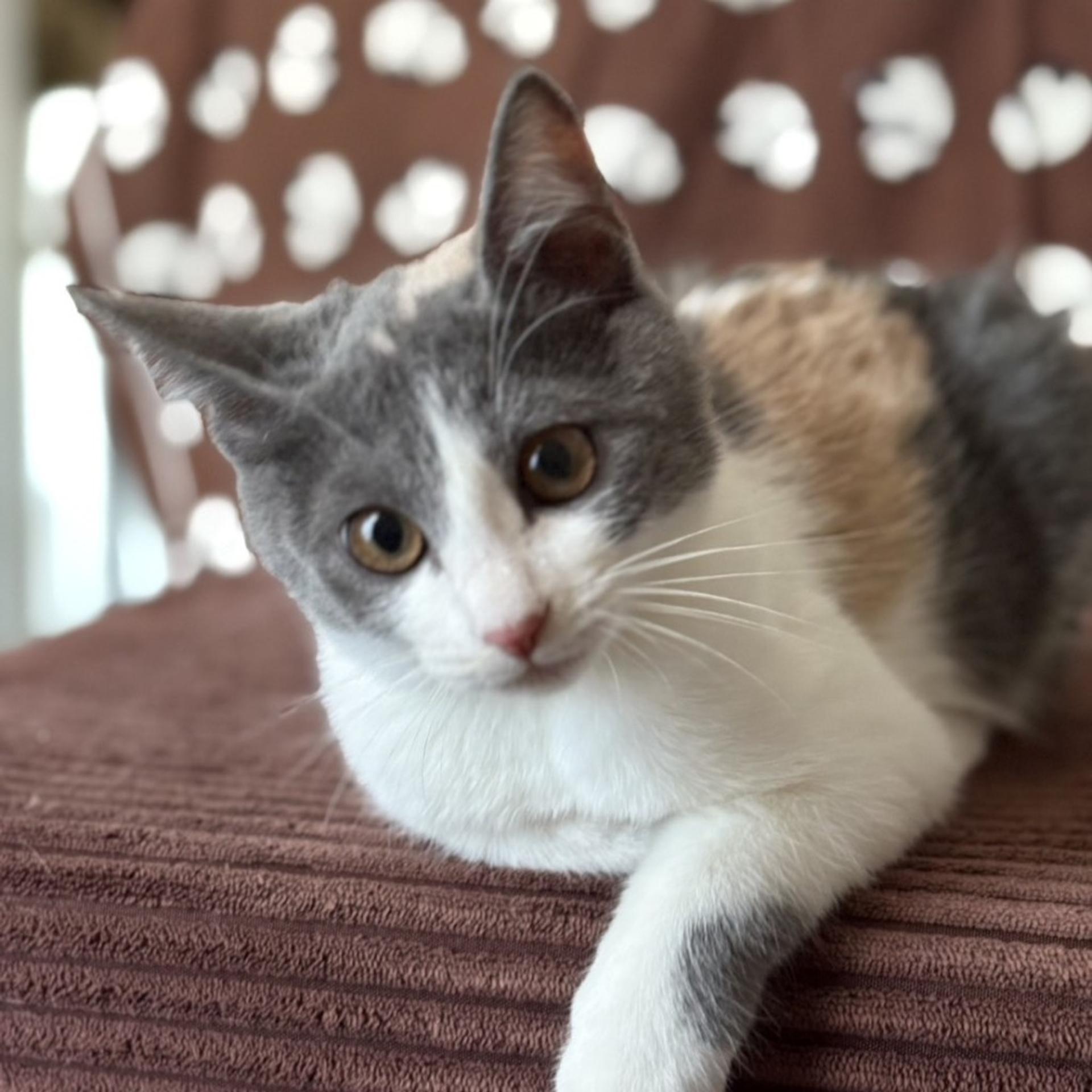 pet-image-4