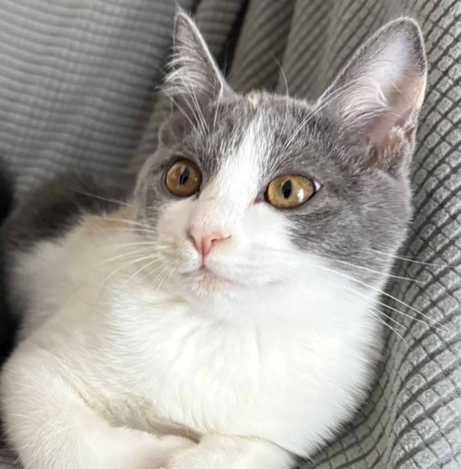 雑種（ミックス猫）・メスの里親募集の写真