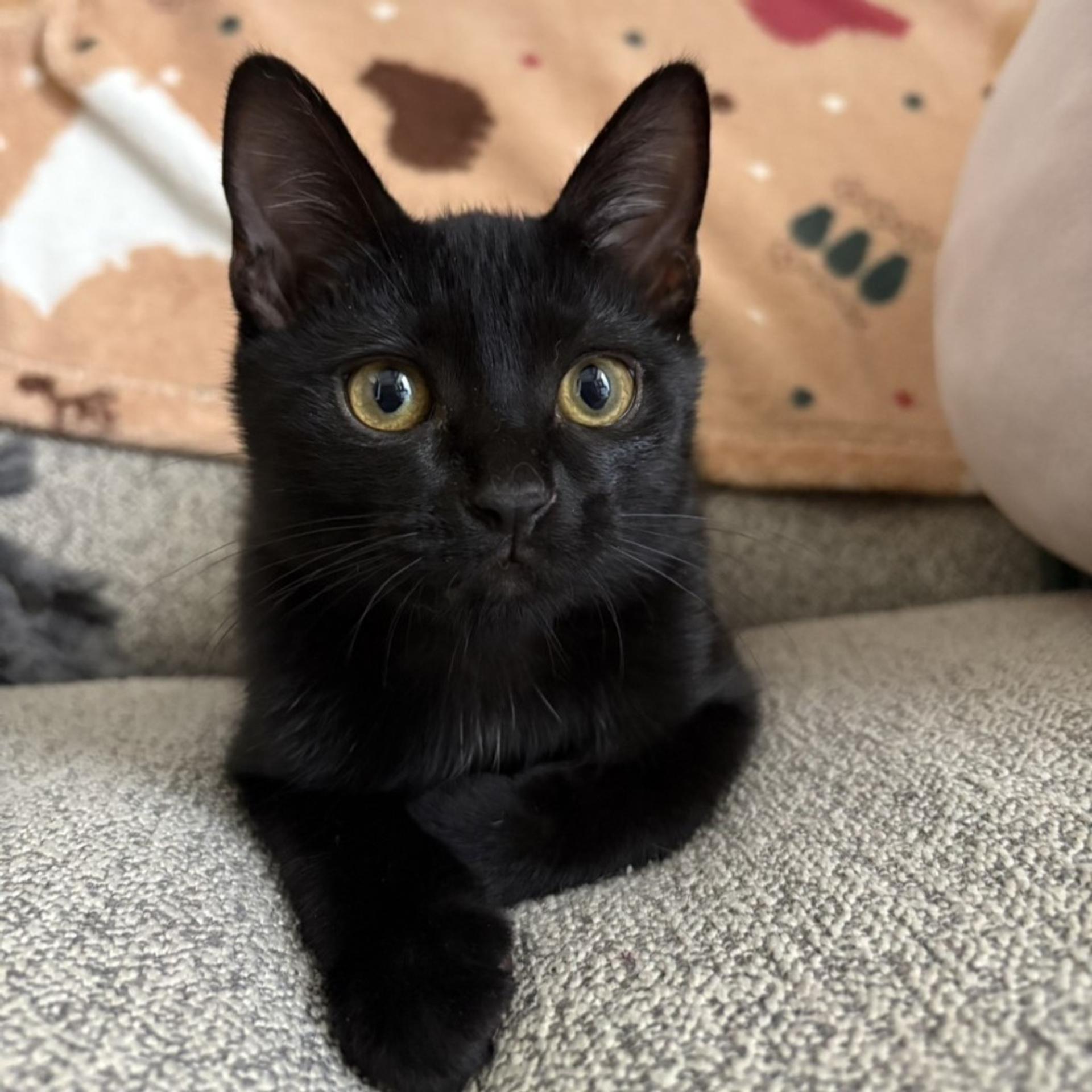 pet-image-9