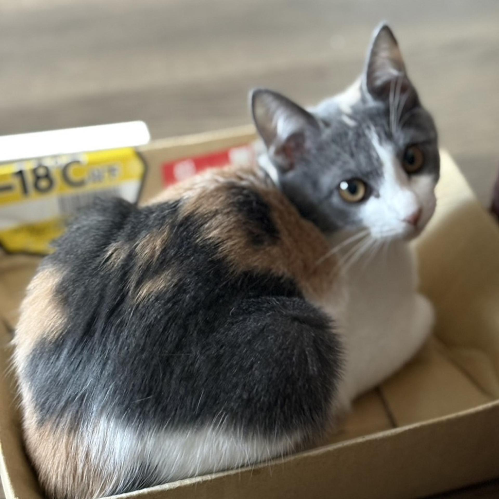 pet-image-5