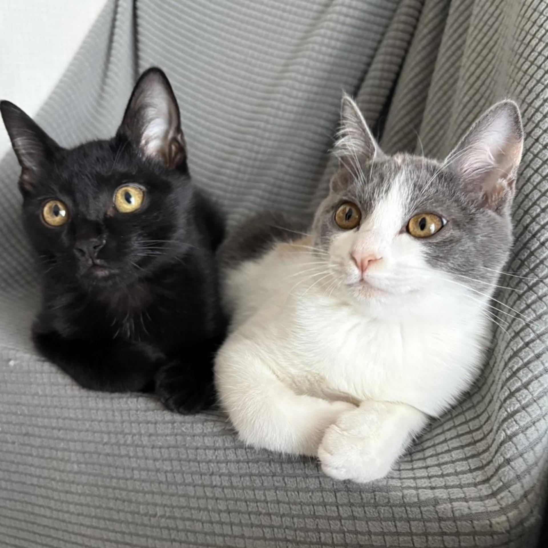 pet-image-6