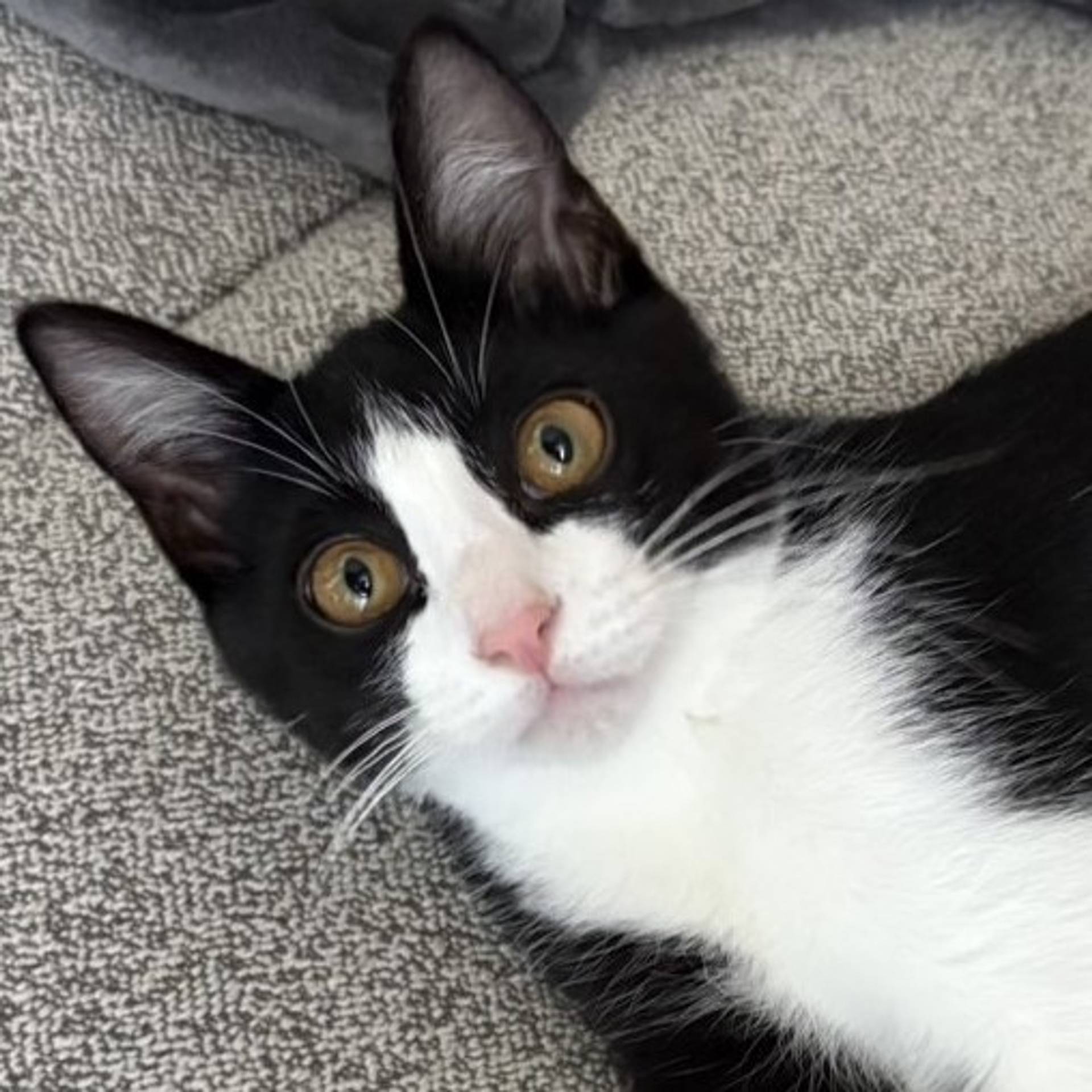 雑種（ミックス猫）・オスの里親募集の写真