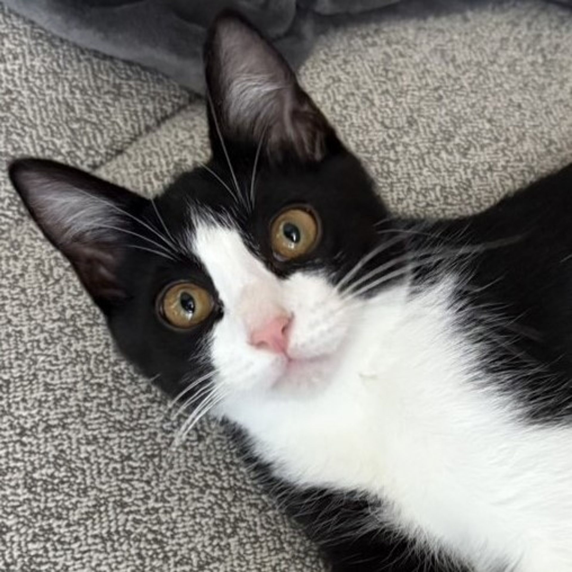 雑種（ミックス猫）・オスの里親募集の写真