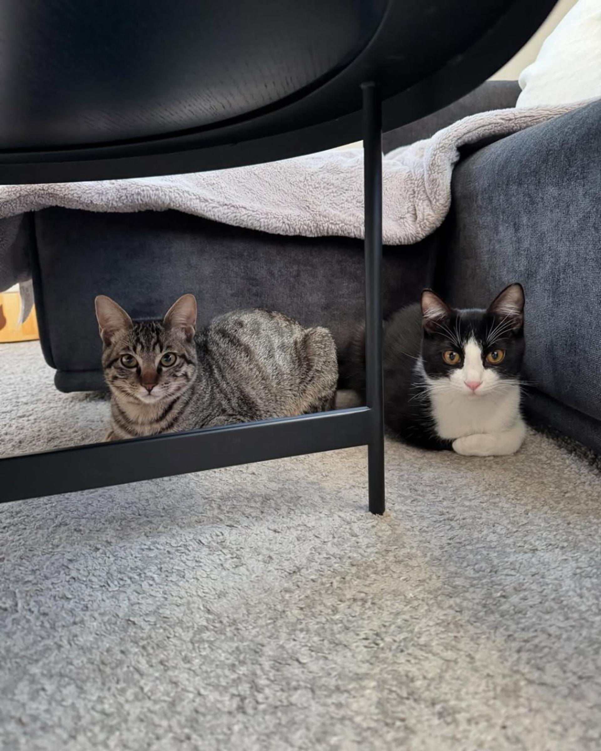 pet-image-4