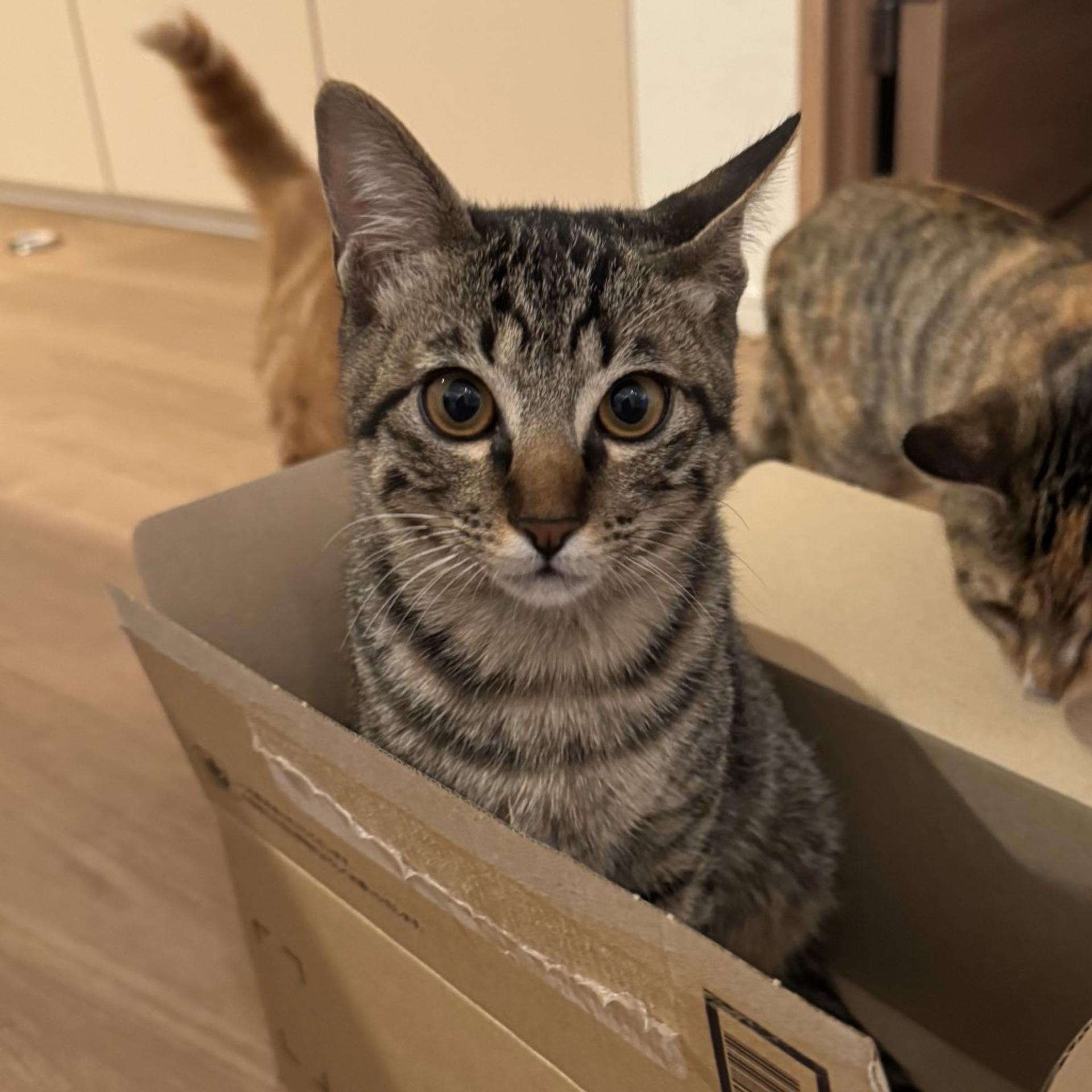 pet-image-8