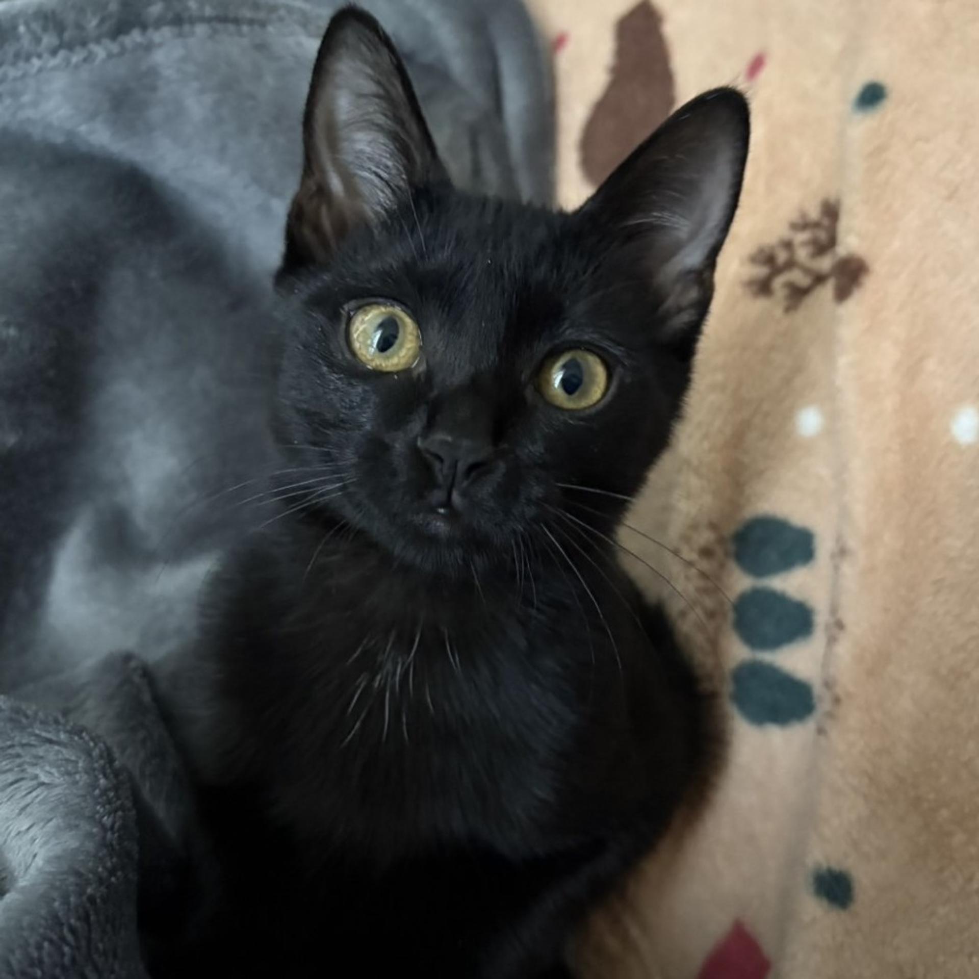 pet-image-6