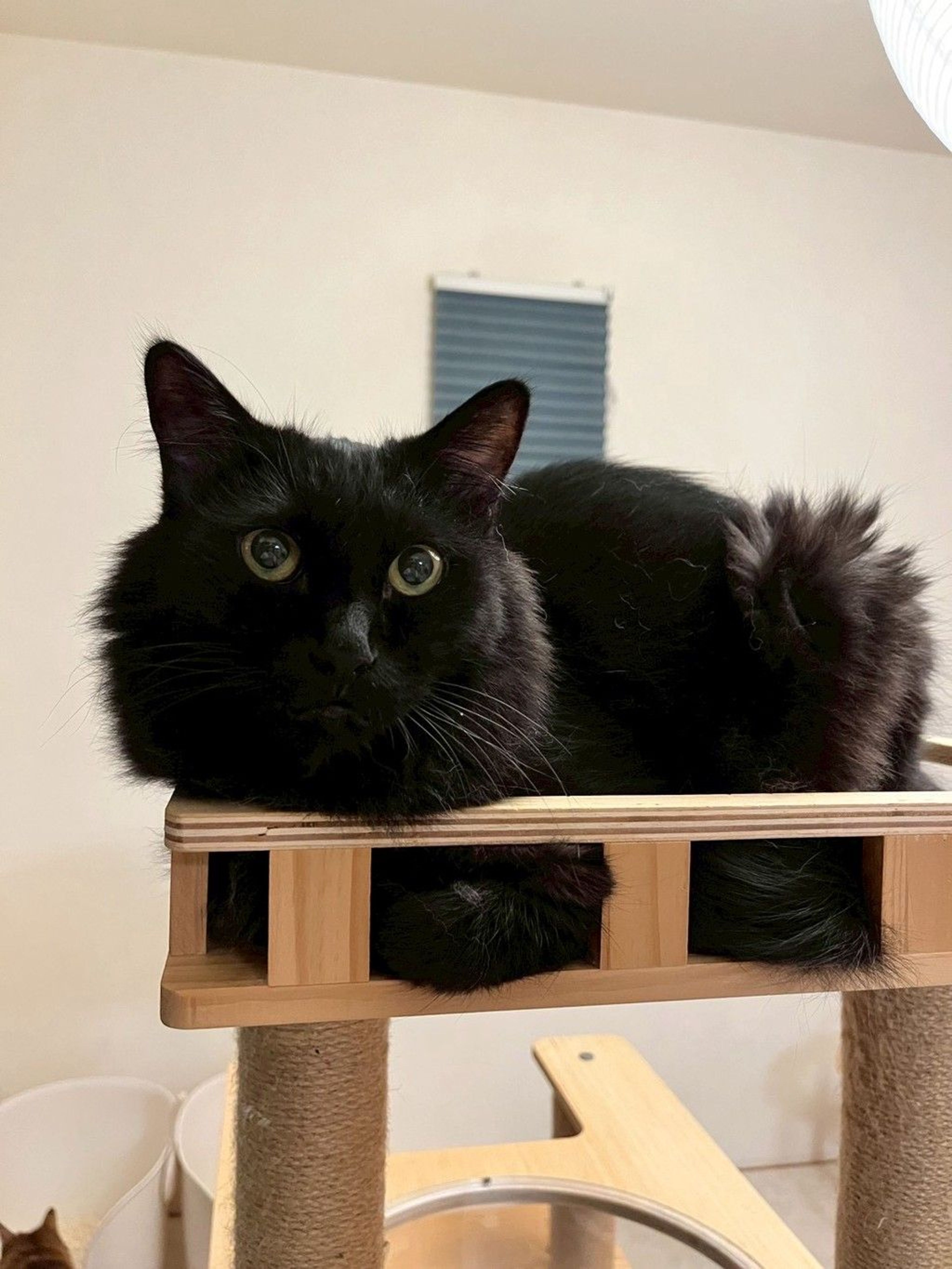 雑種（ミックス猫）・オスの里親募集の写真