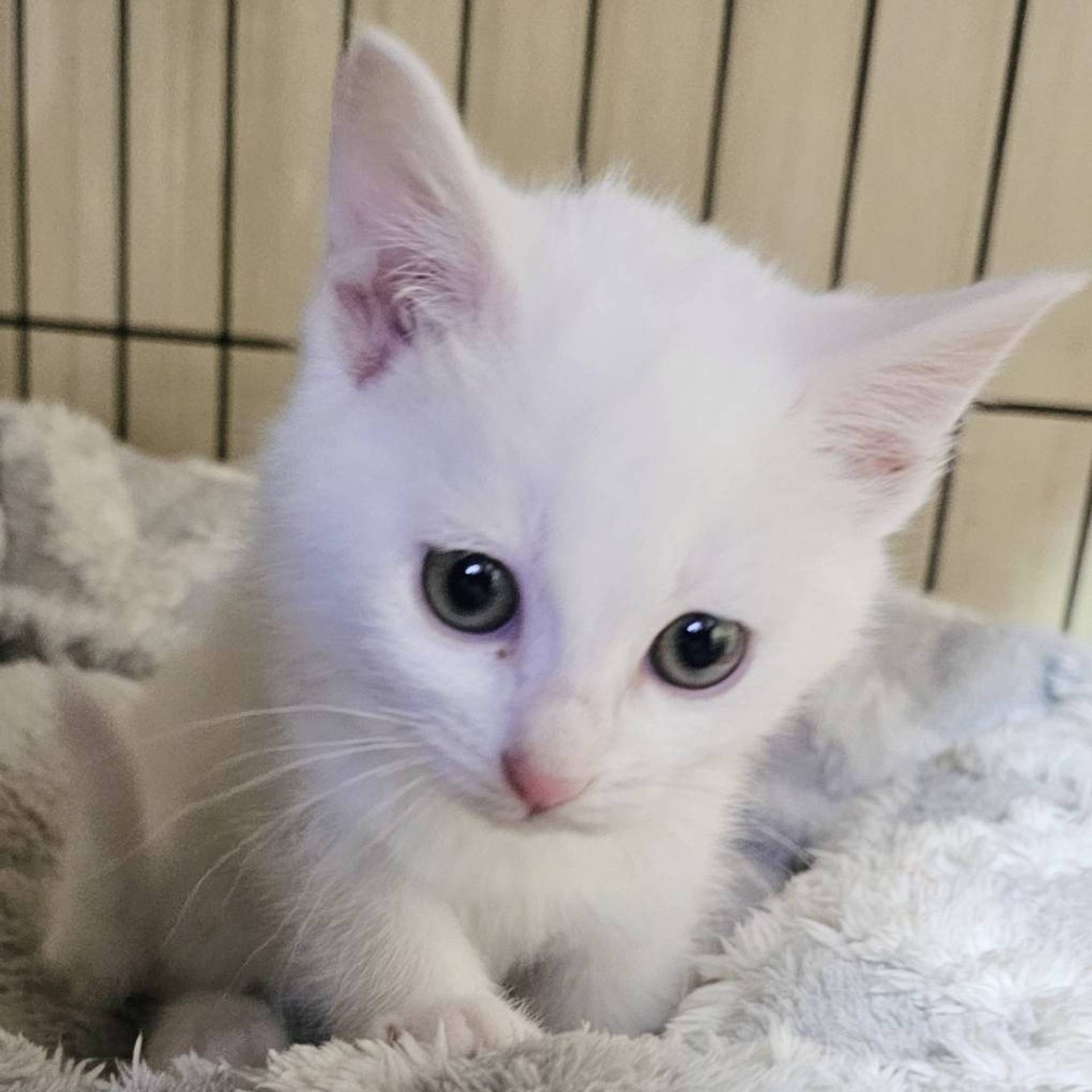 雑種（ミックス猫）・メスの里親募集の写真