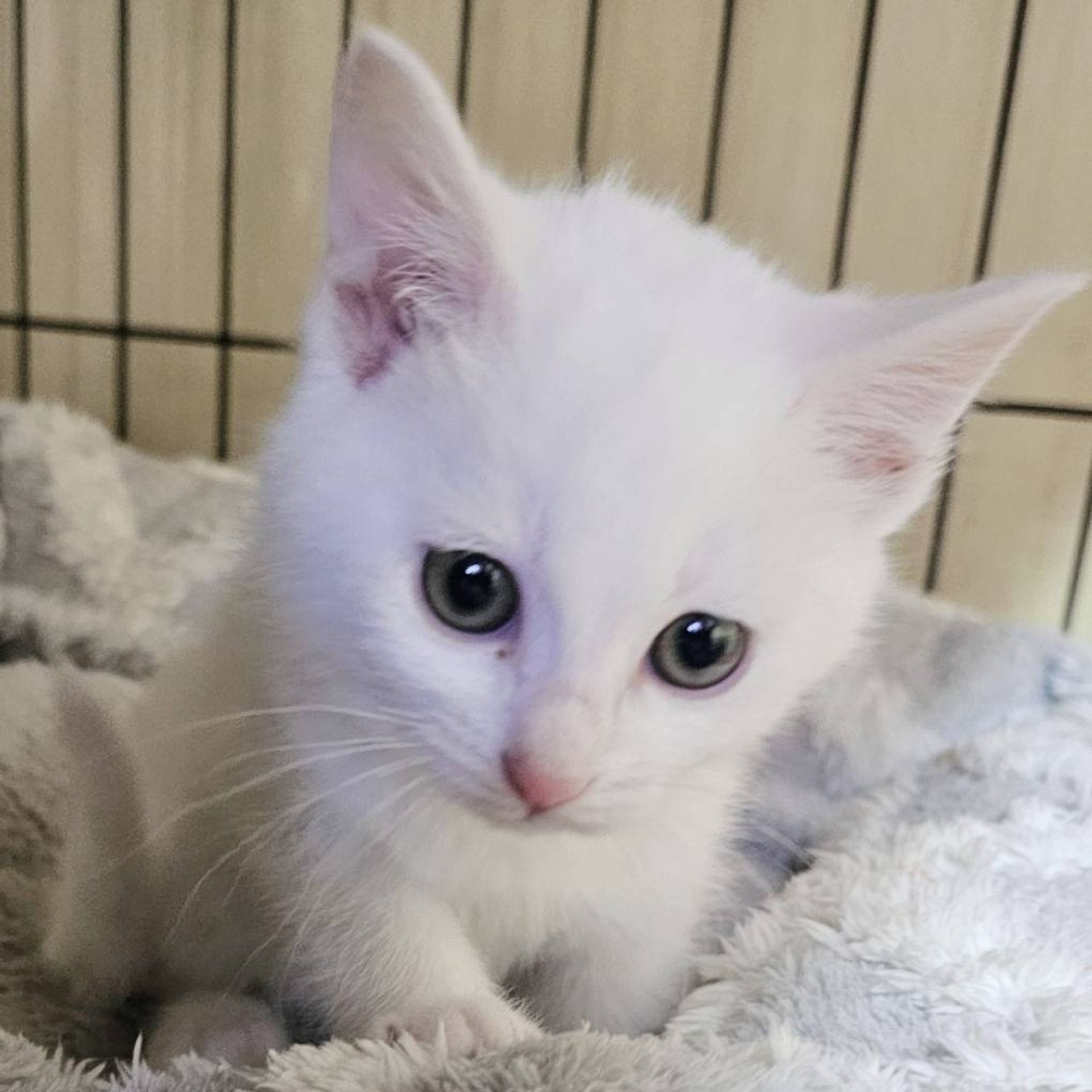 雑種（ミックス猫）・メスの里親募集の写真