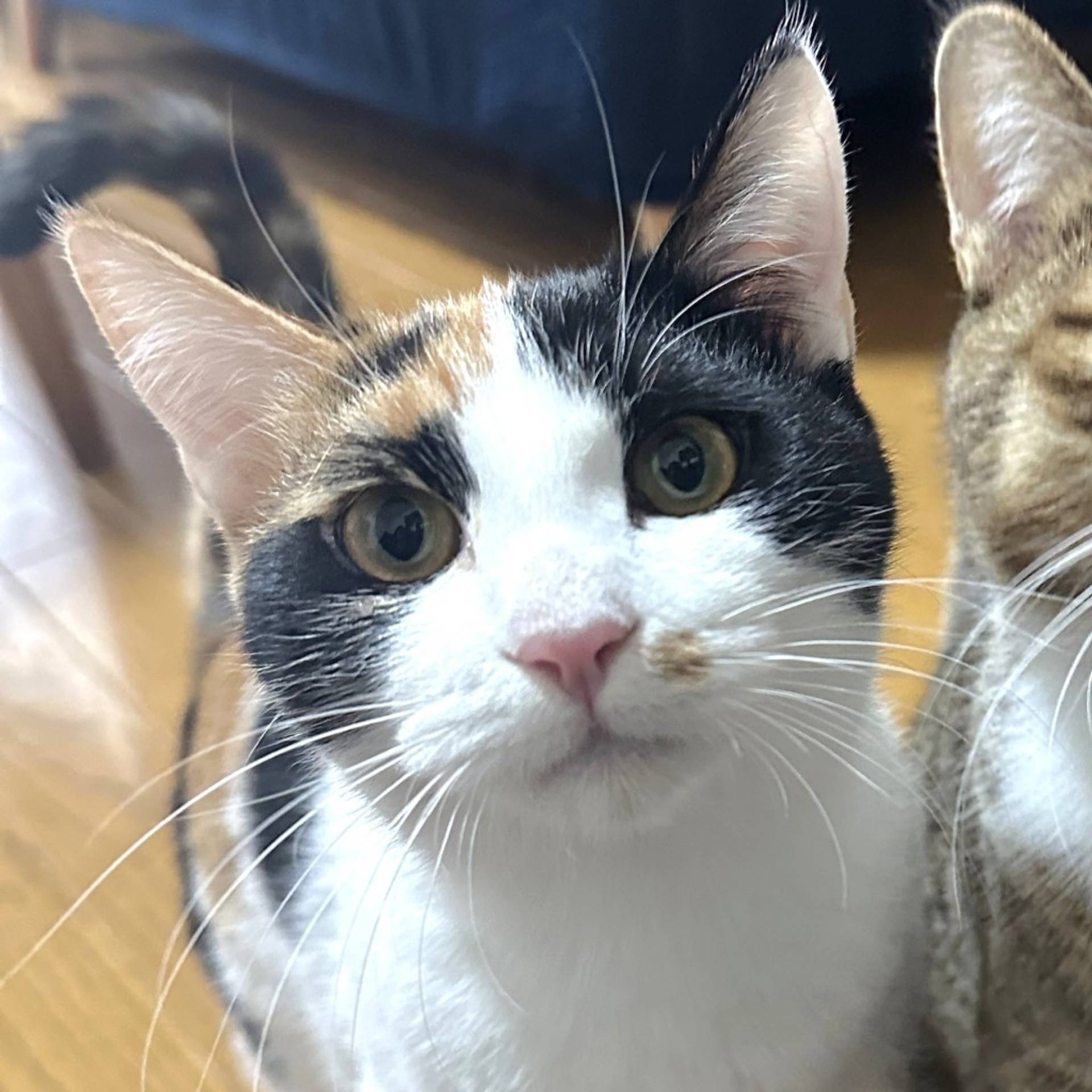 雑種（ミックス猫）・メスの里親募集の写真