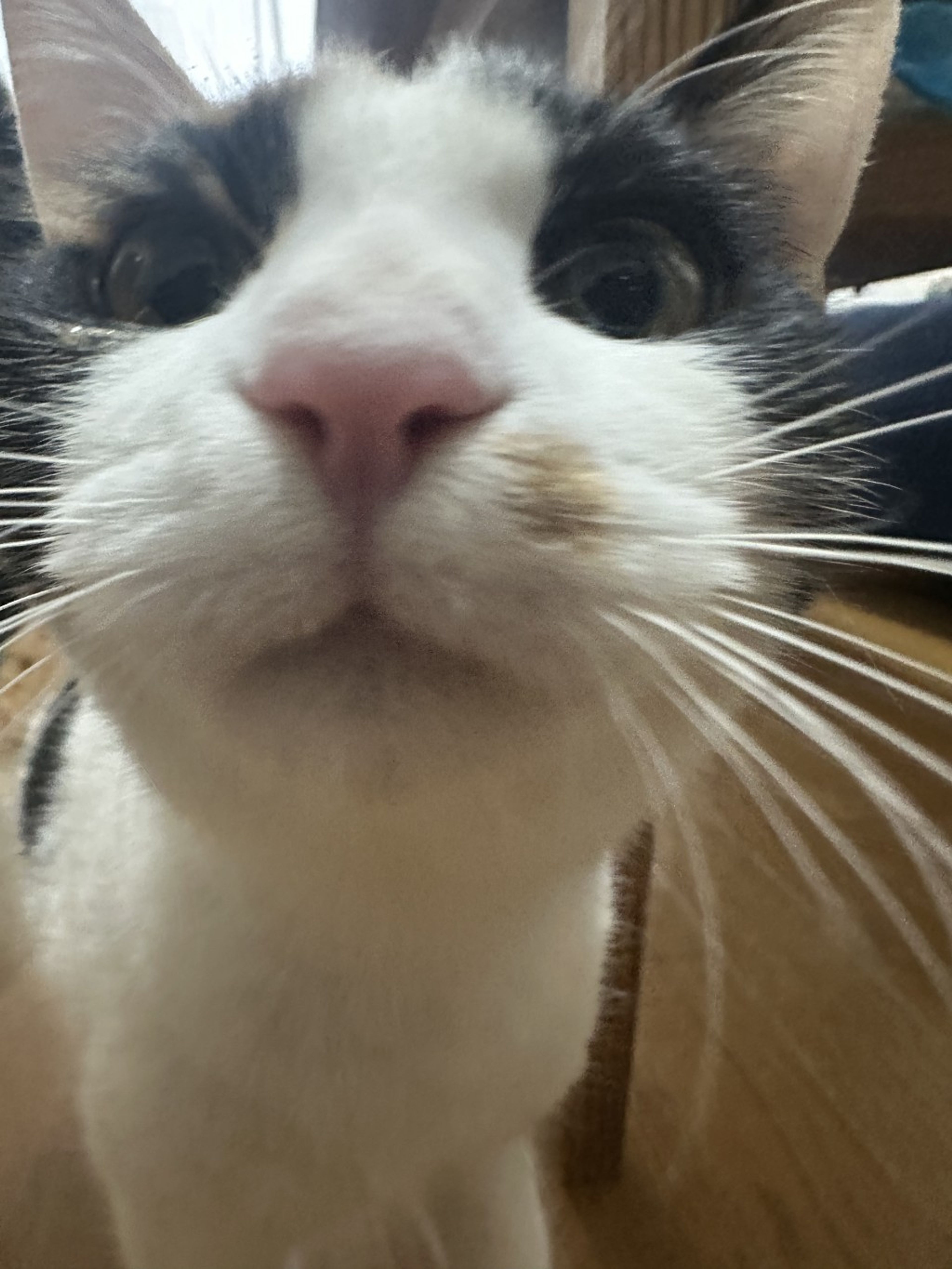 pet-image-2