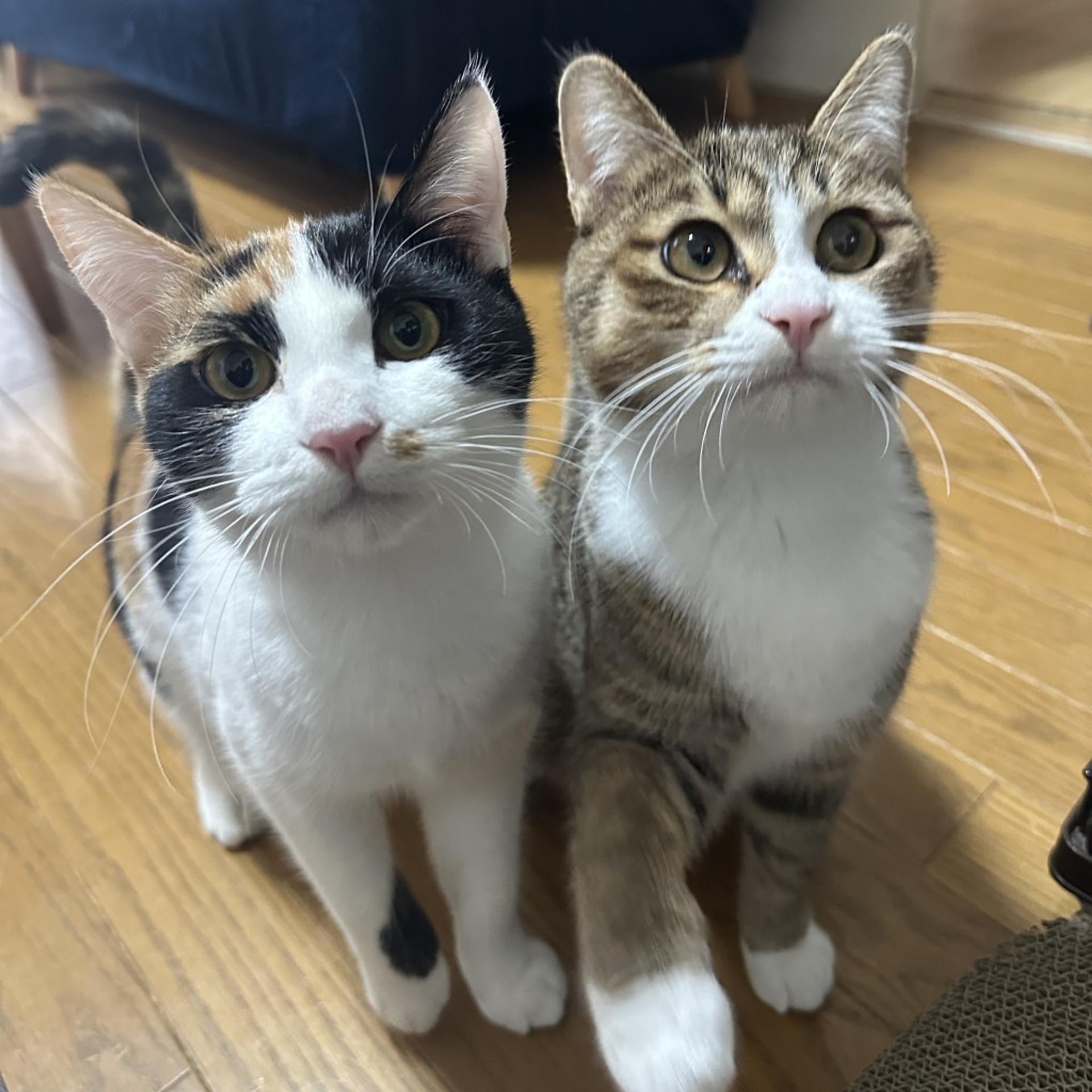pet-image-4