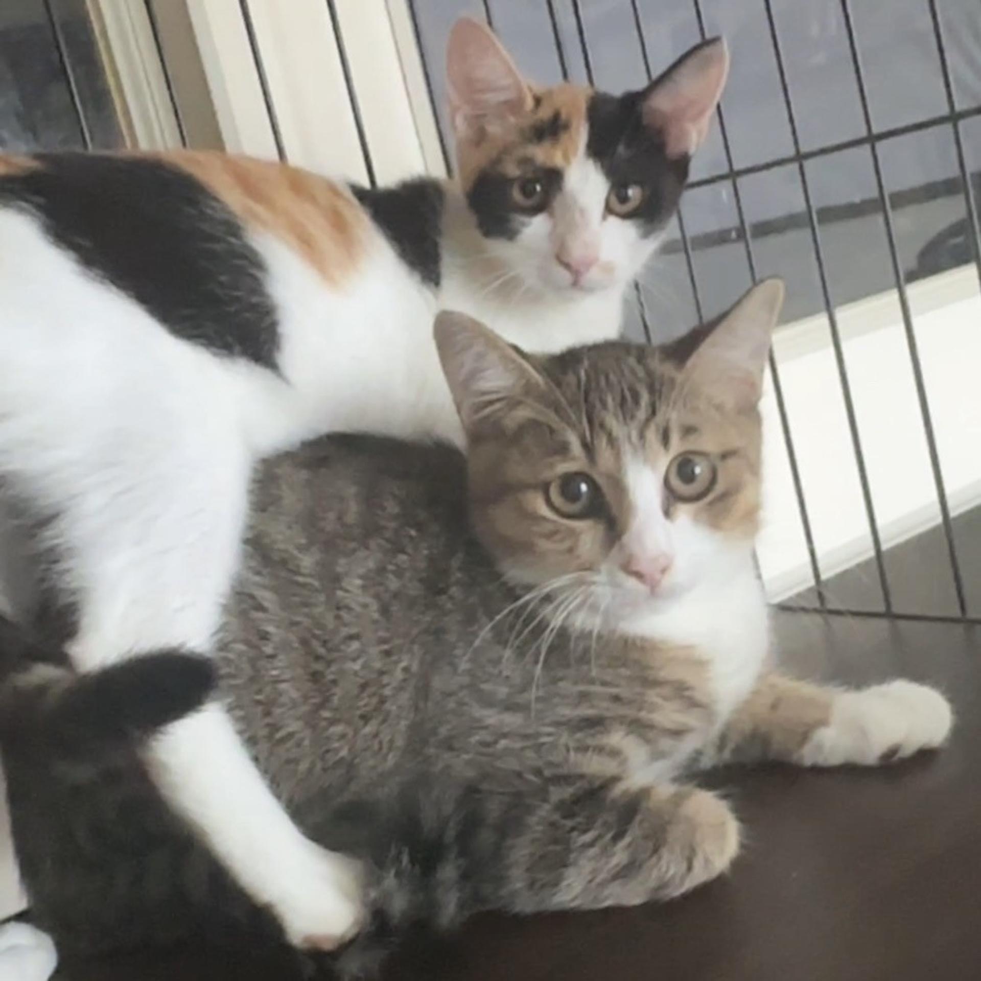 pet-image-5