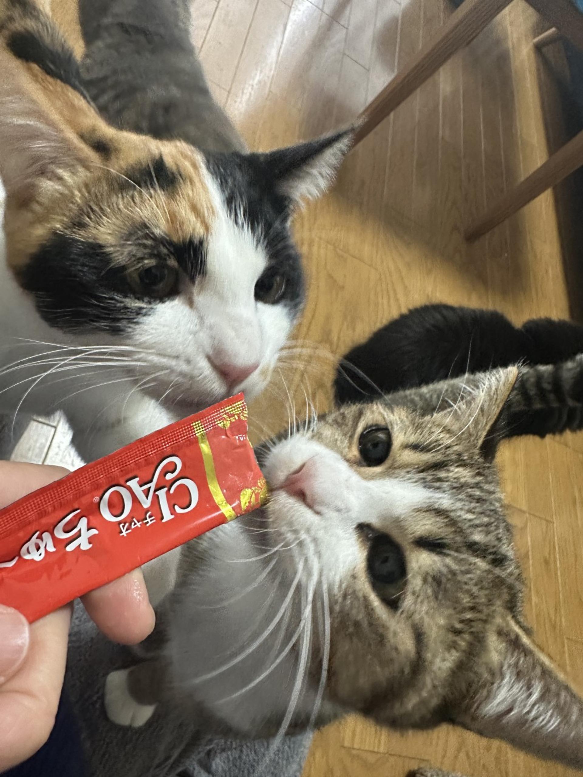 pet-image-3