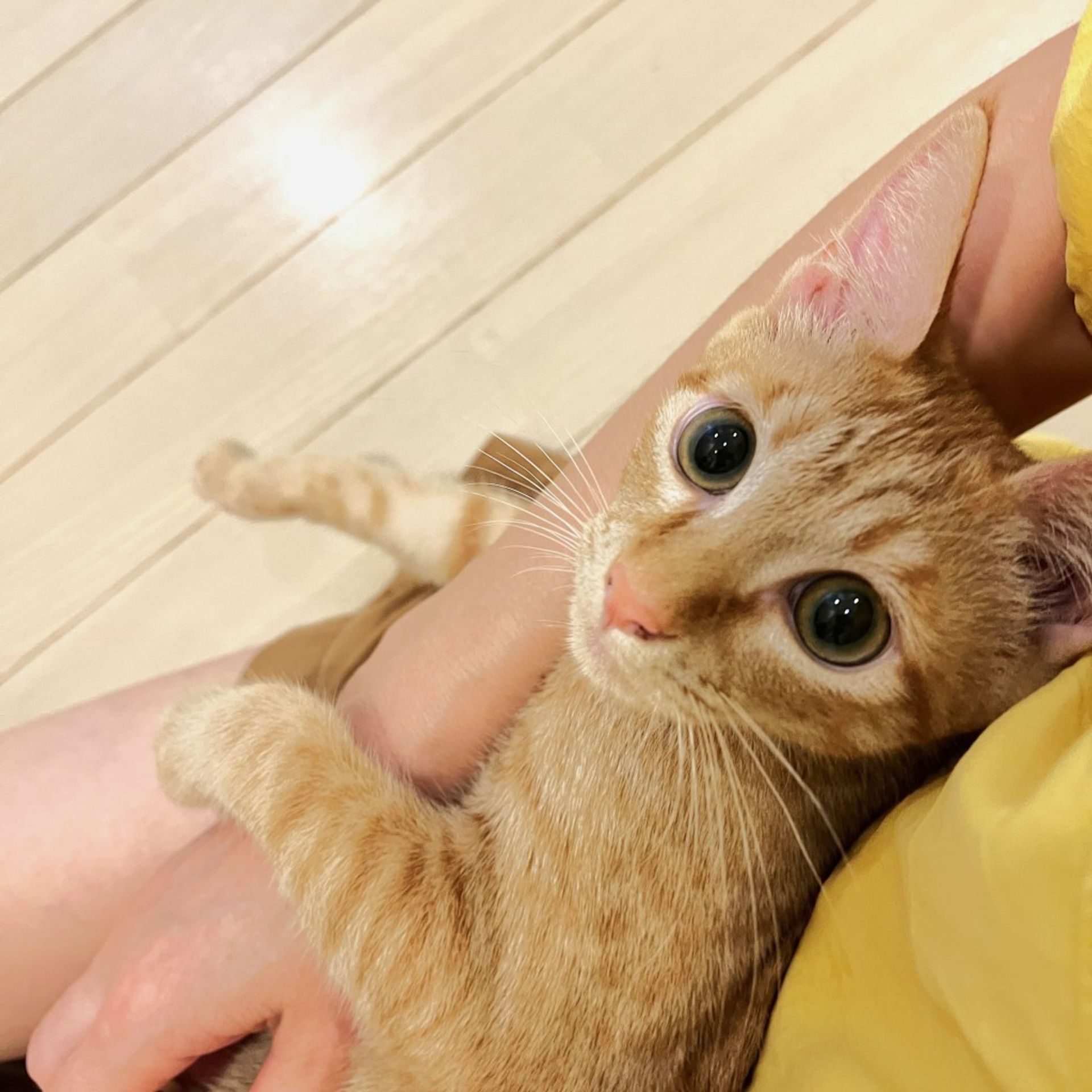 雑種（ミックス猫）・オスの里親募集の写真