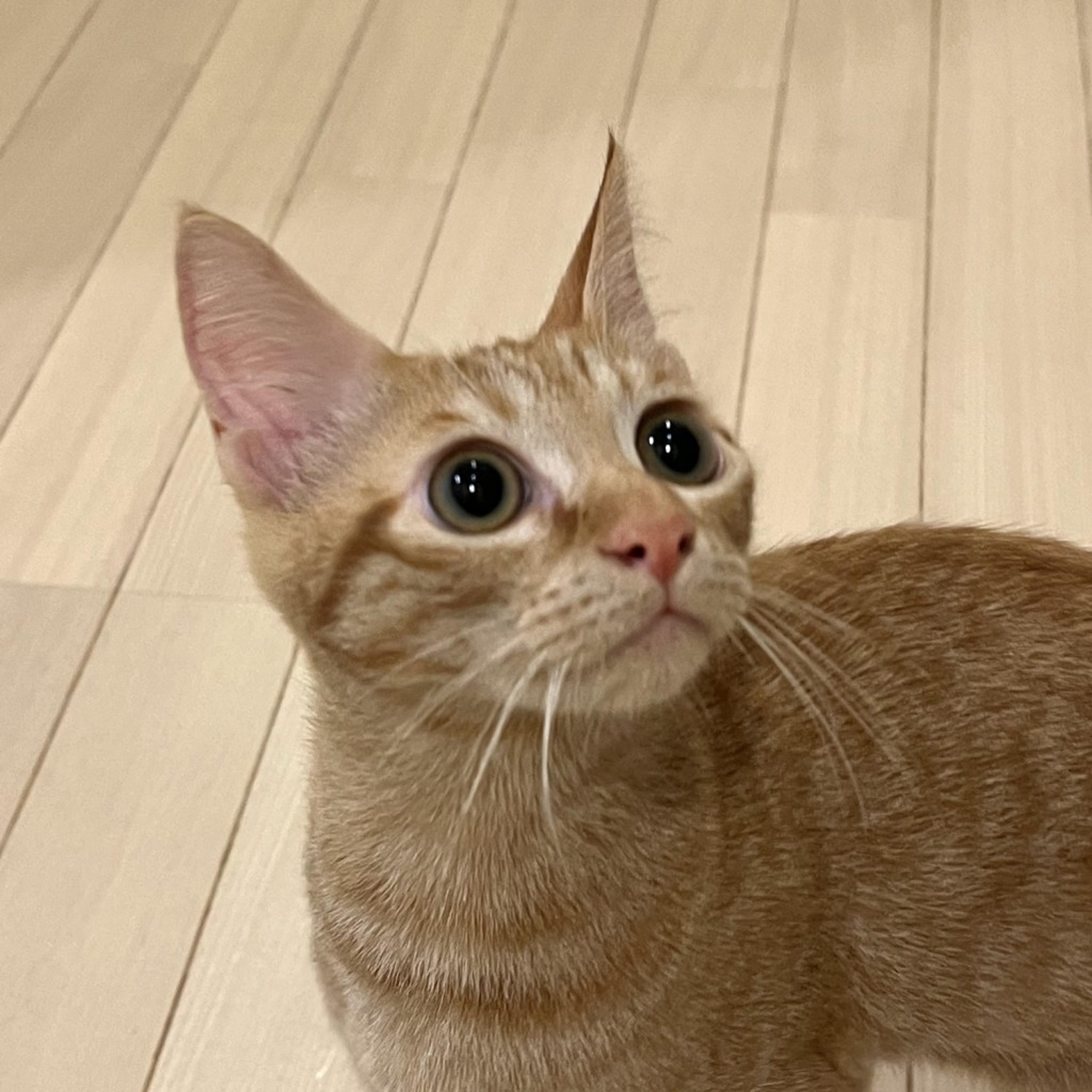 pet-image-3