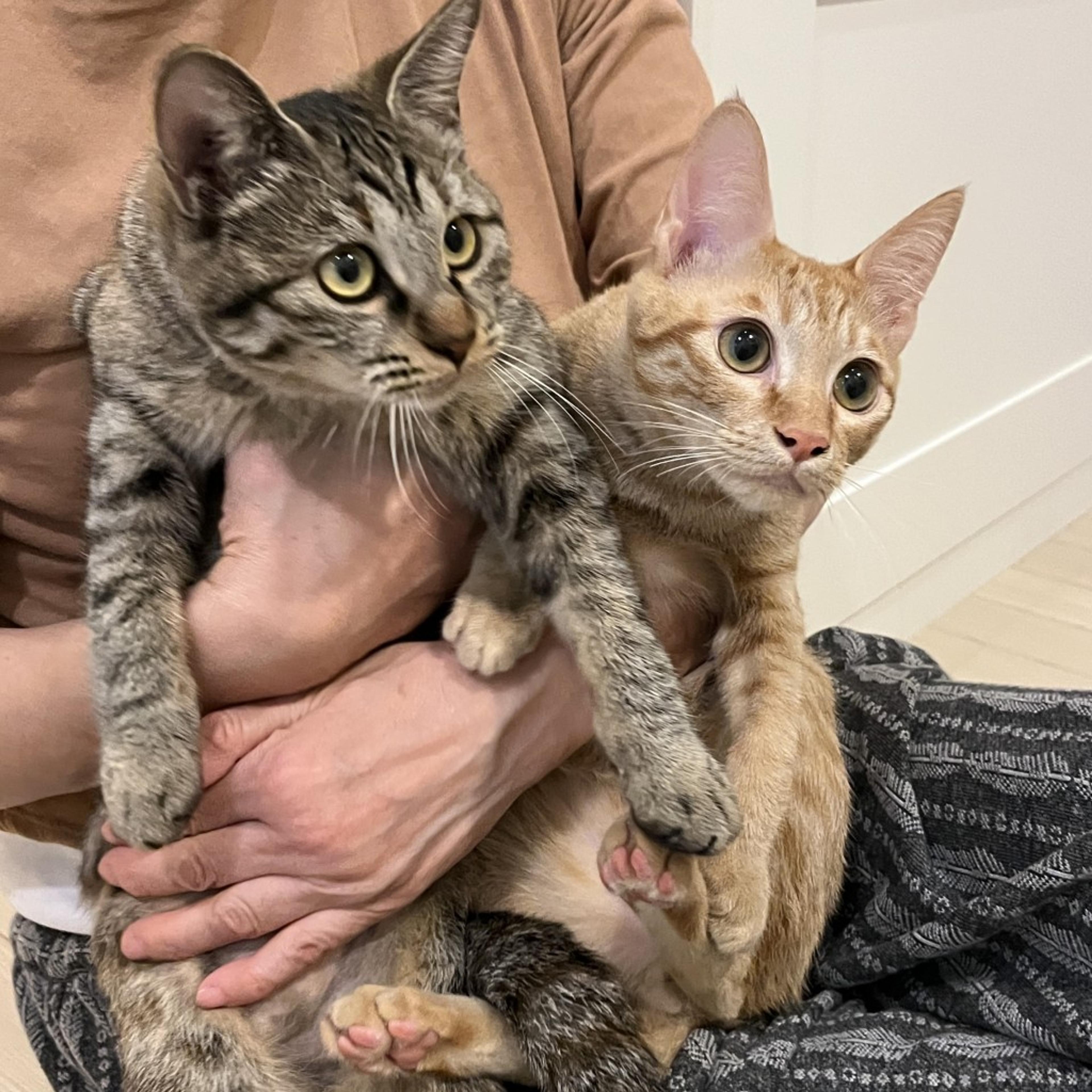 pet-image-6