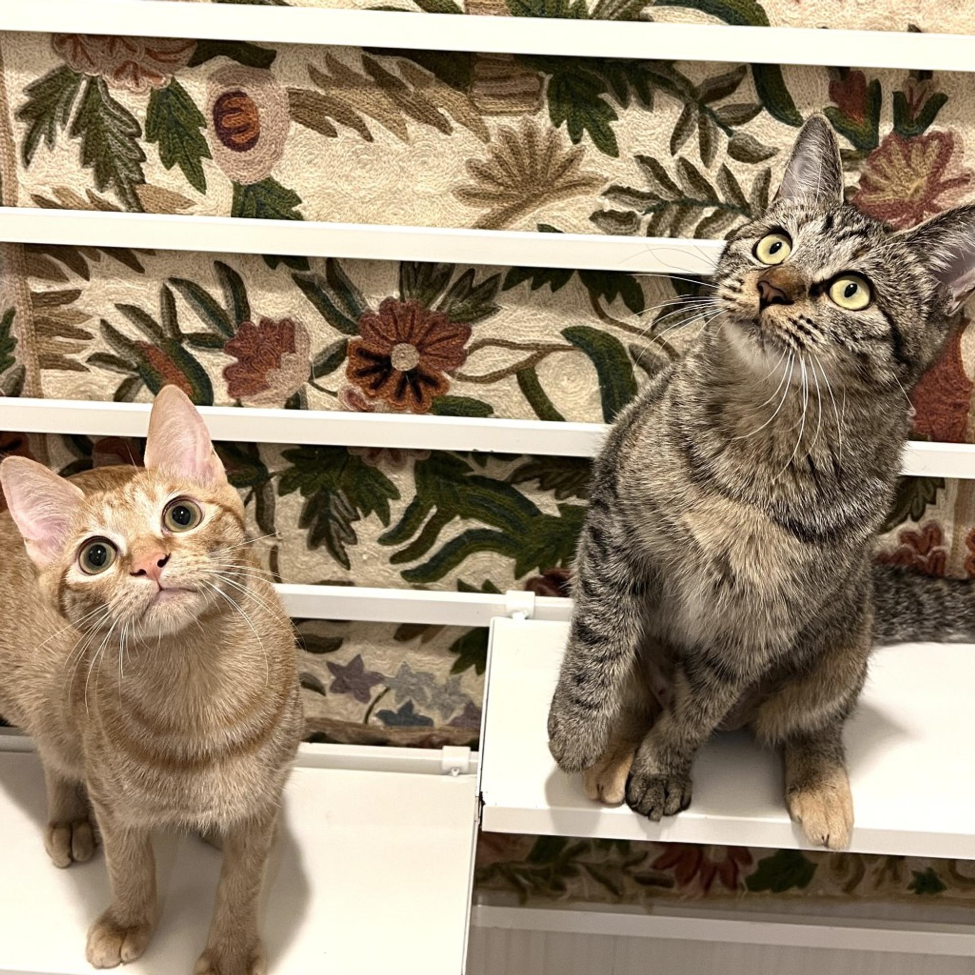 pet-image-7