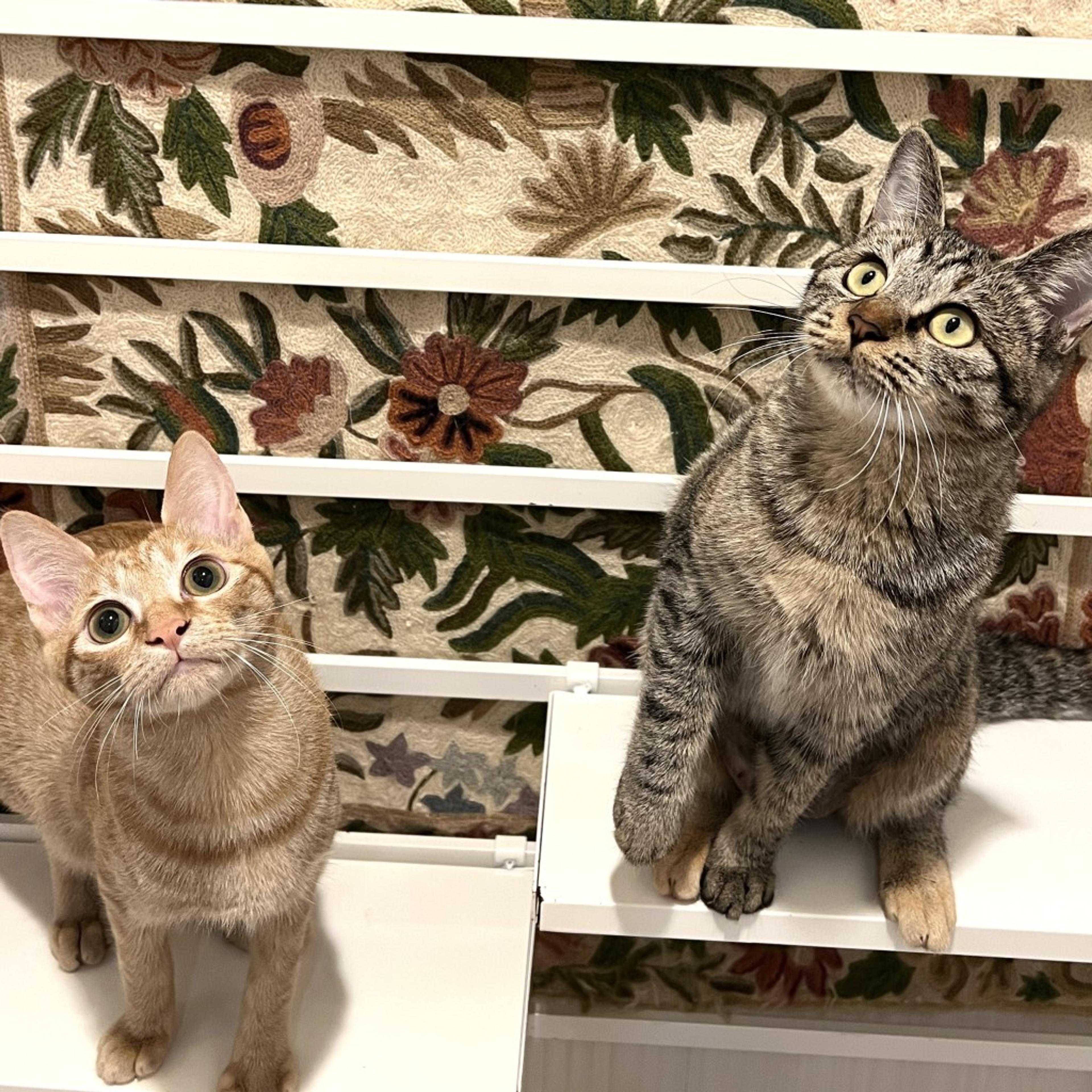 pet-image-7